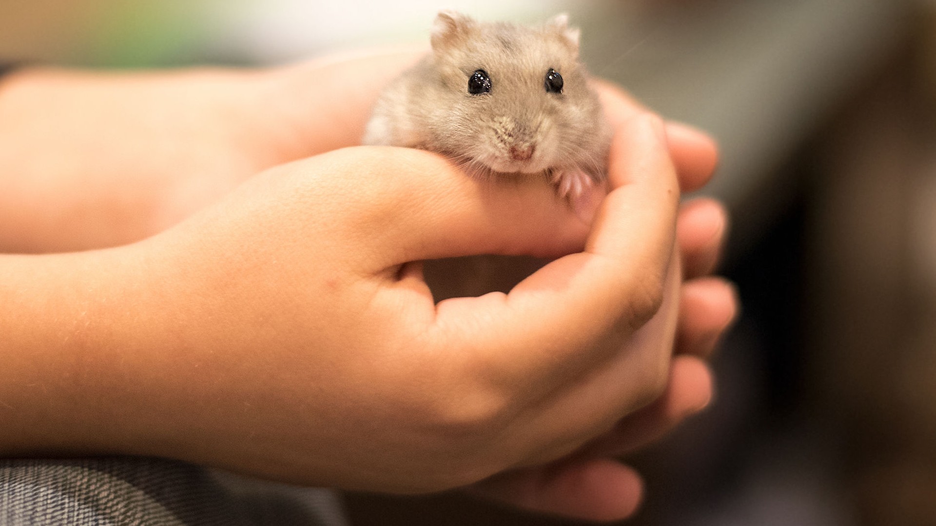 We are thinking about getting our child a hamster for their
