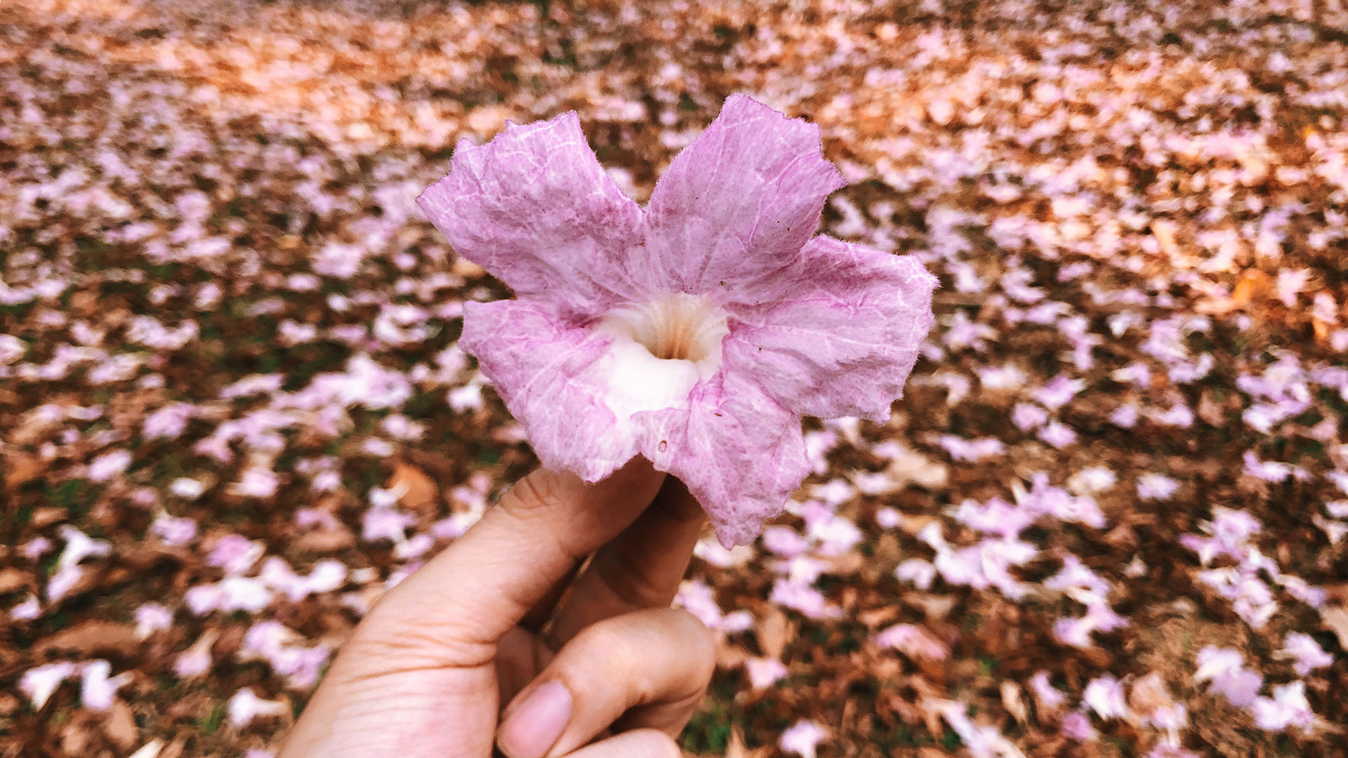 Discover Singapore’s Trumpet Trees in full pink bloom! Learn where to spot Tabebuia rosea, why dry weather triggers flowering, and top photo spots in the Garden City.