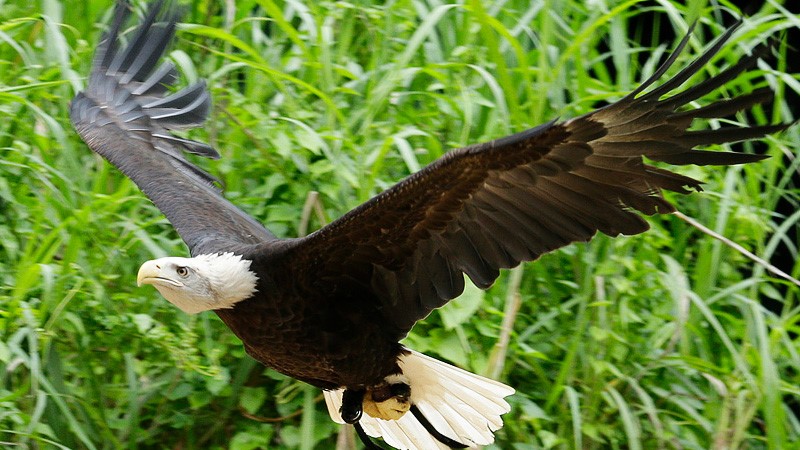 Enjoy free entry to Jurong Bird Park, shop at a flea market for your pets, and discover fun activities this weekend from 6 to 8 September.