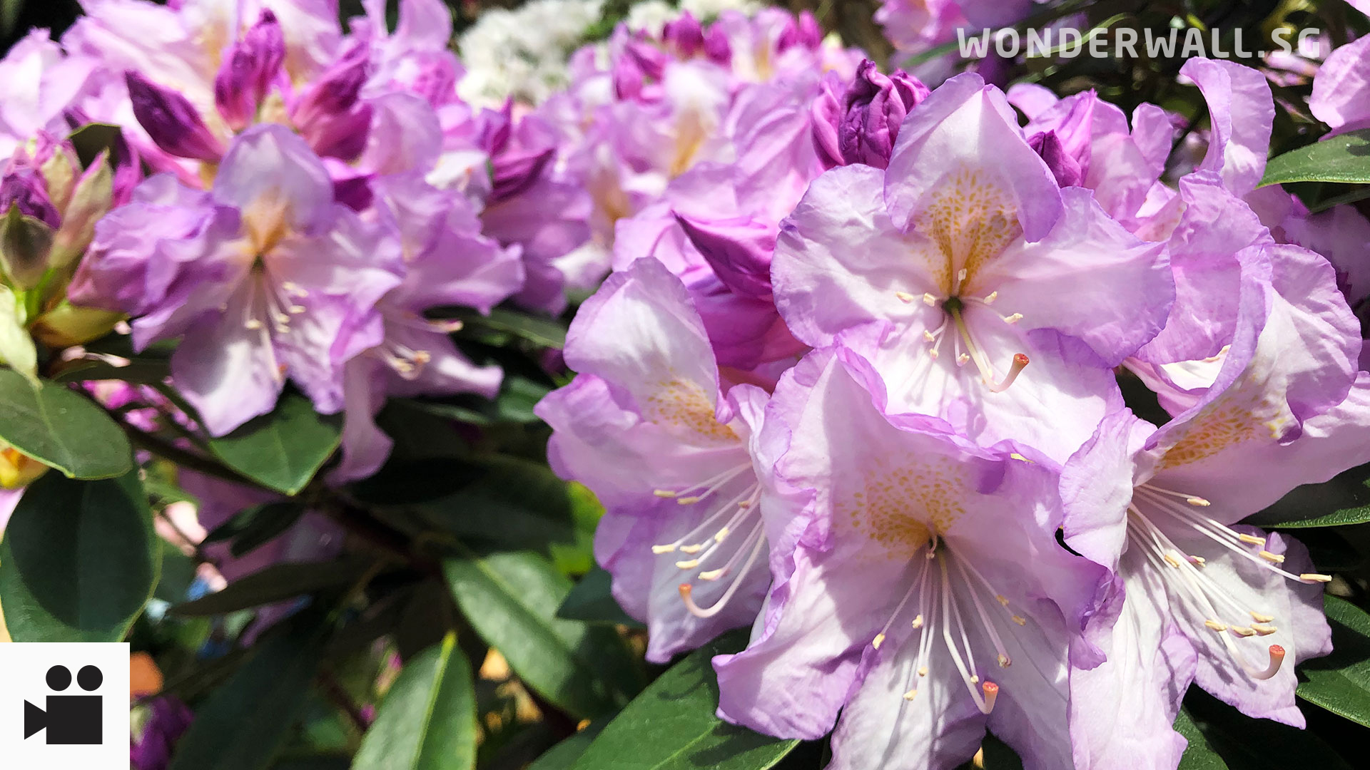 Rhododendrons, Nepal's national flower, at Gardens by the Bay.