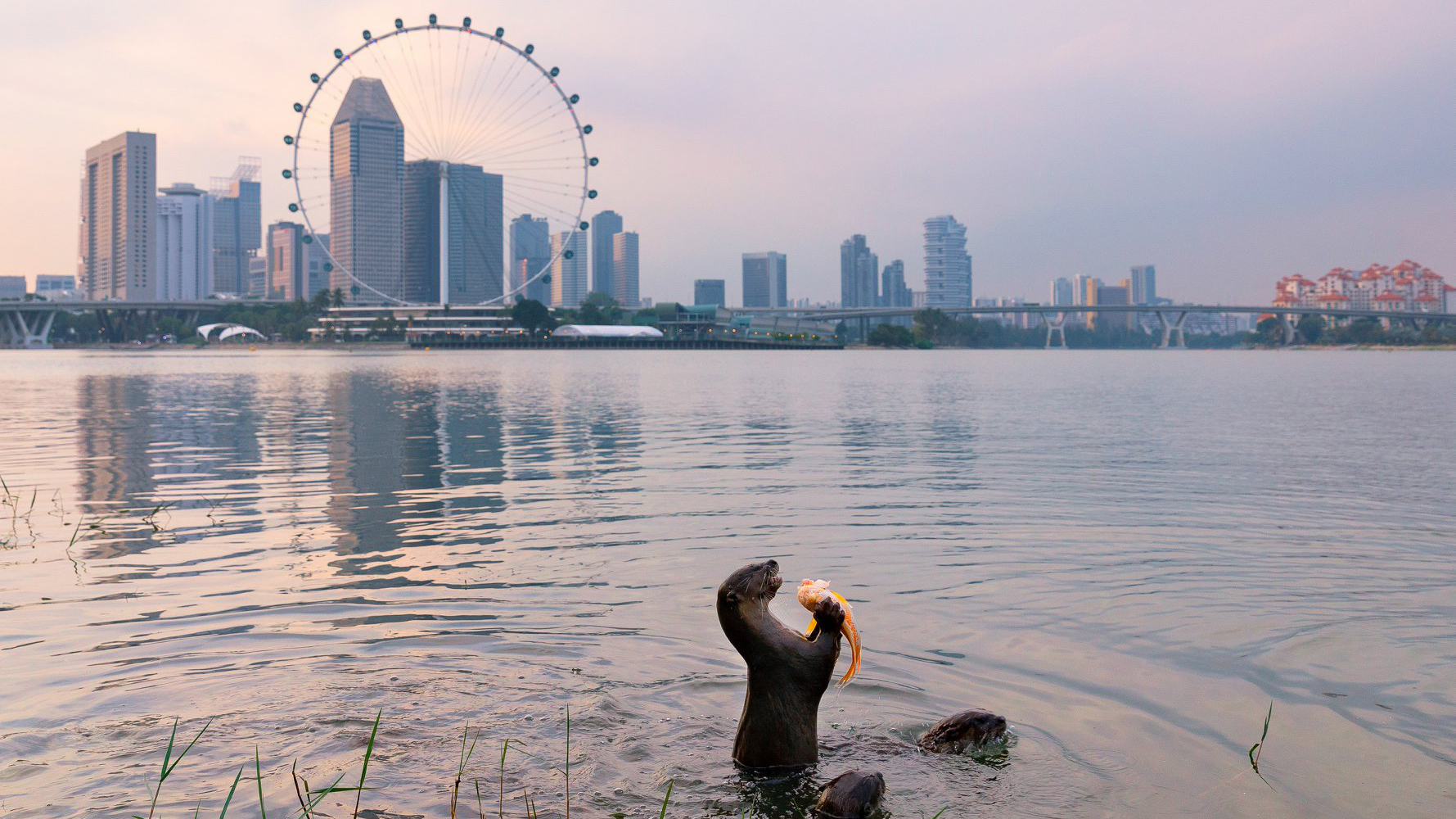 To celebrate World Wildlife Day, we show you where to spot dolphins, otters, monitor lizards, and more in Singapore.