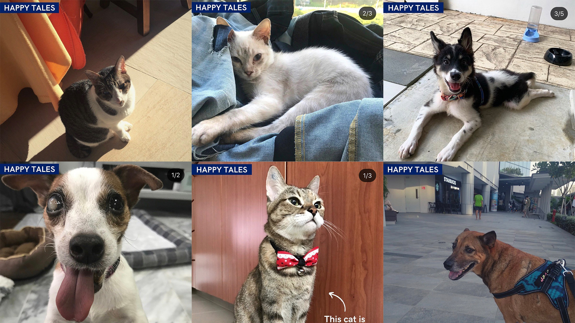 Discover heartwarming SPCA Singapore “Happy Tales” of rescued dogs and cats finding loving forever homes. Read inspiring adoption success stories today.