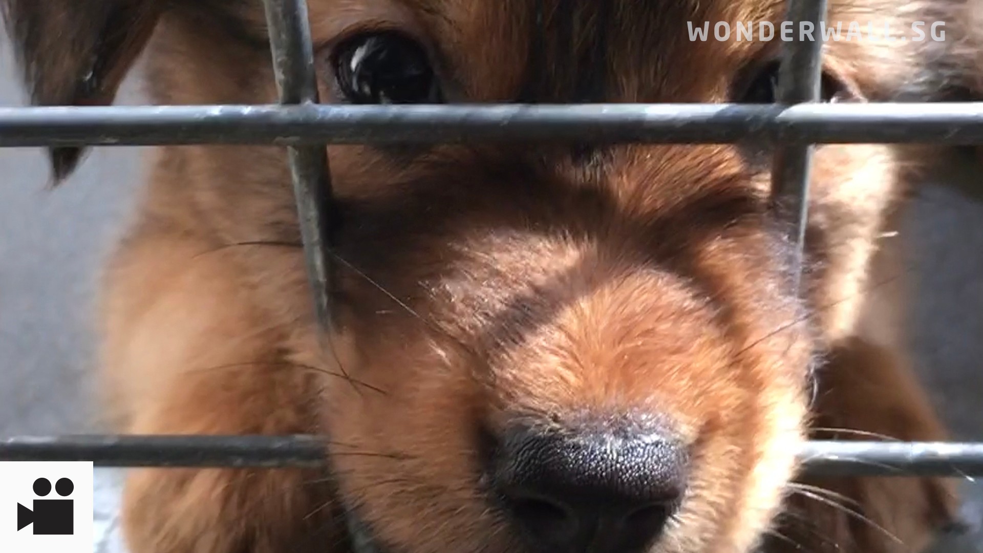 Discover 5 compelling reasons why adopting a pet from a shelter saves lives, money, and time compared to buying from pet shops. Choose pet dog adoption.
