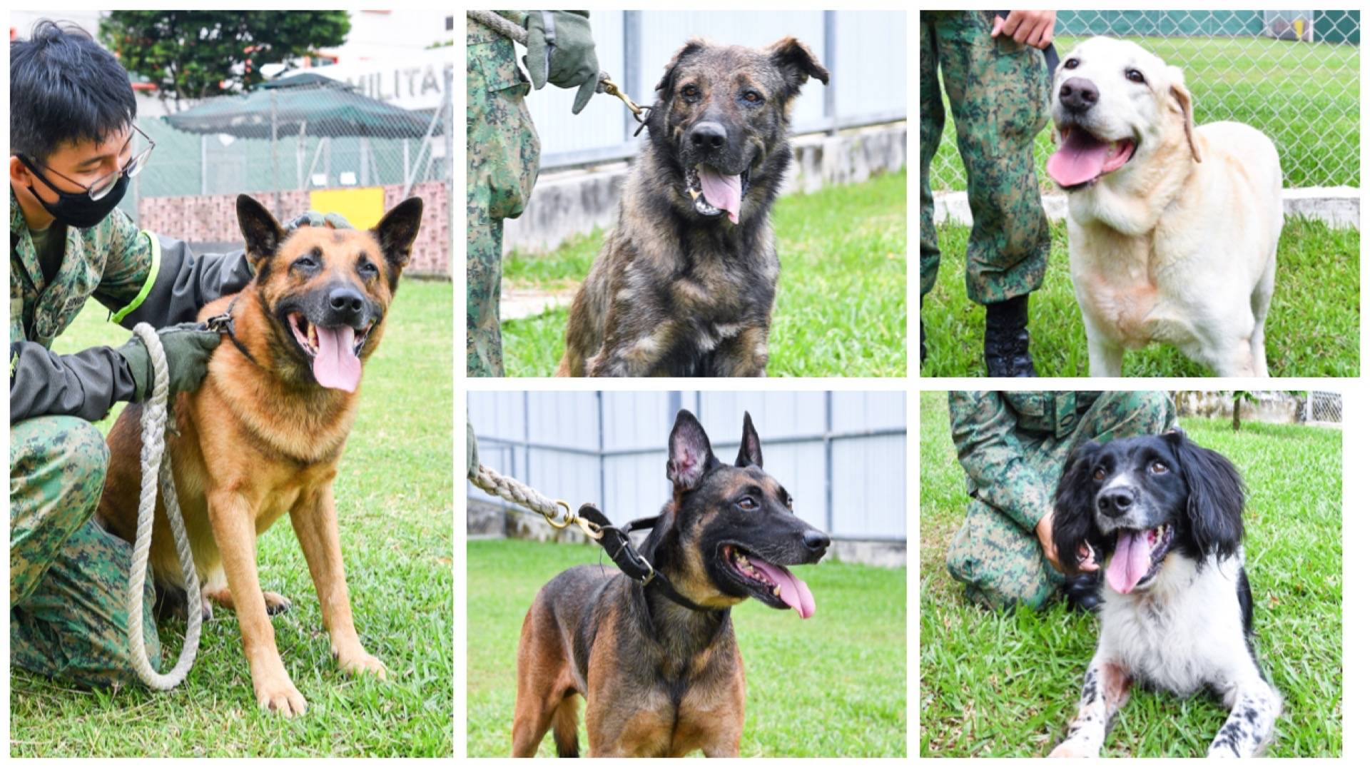 Military Dog Adoption Application India Adoption Drive Alert: From Military Vets To Family Pets