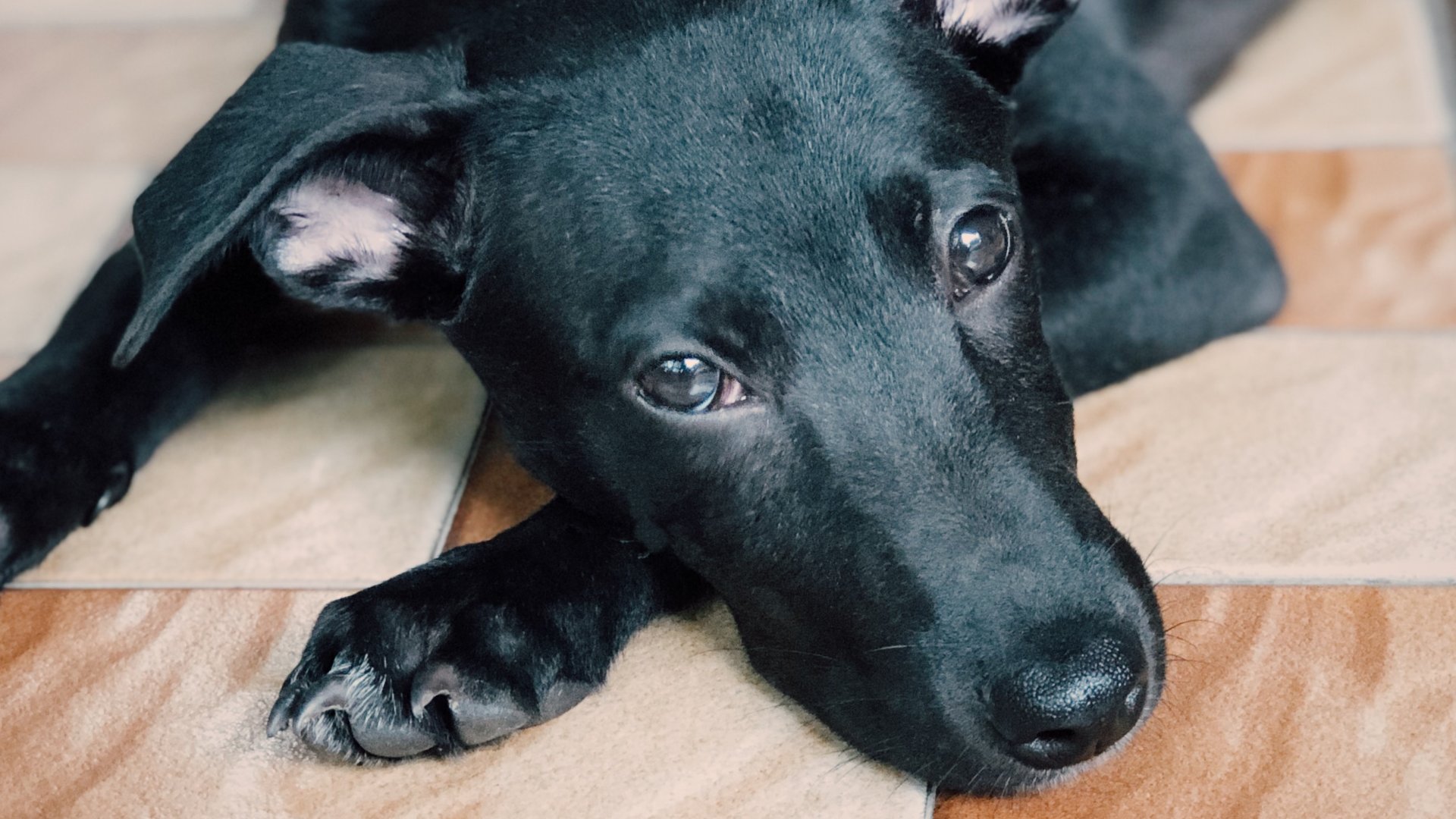 Discover the reality of adopting Singapore Specials. Learn the patience and love required for these misunderstood street dogs before you become a new pawrent.