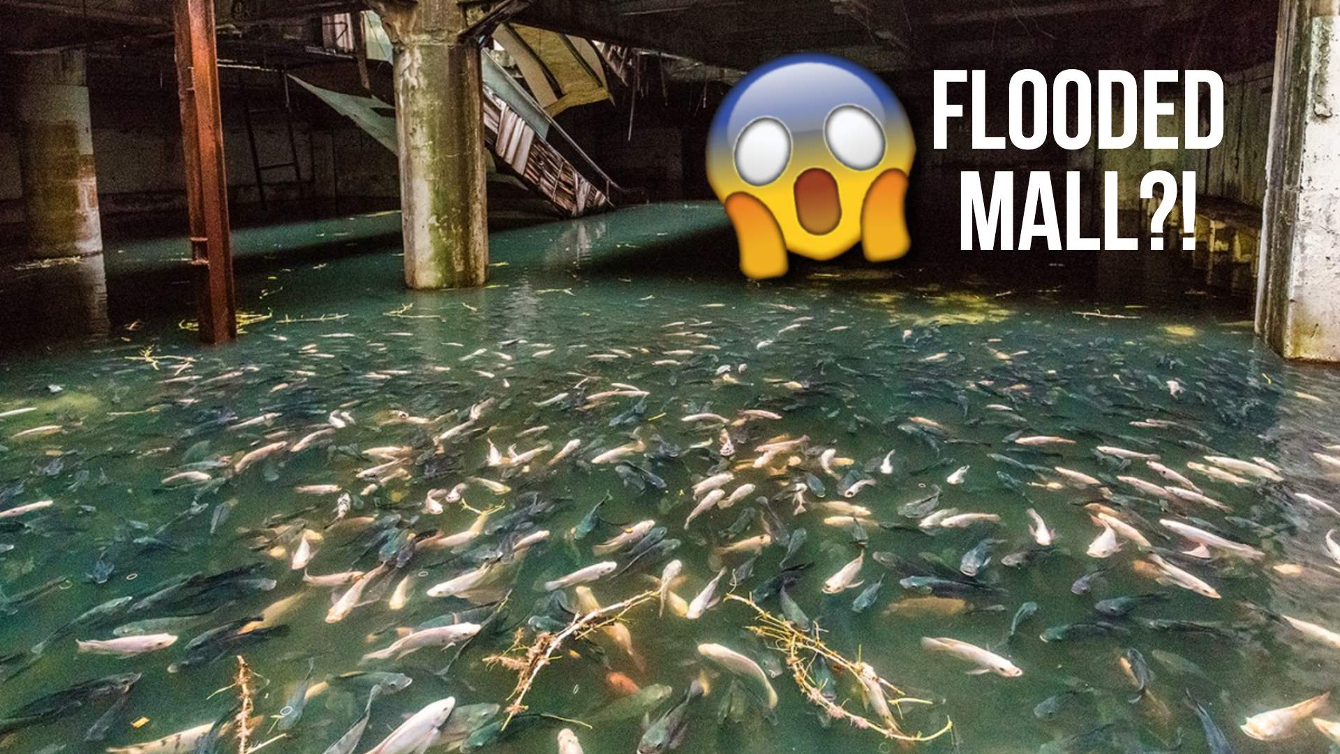 Discover urban exploration through travellers' eyes: abandoned Fukushima supermarkets, Bangkok's fish-filled mall, and Wales' eerie mines.