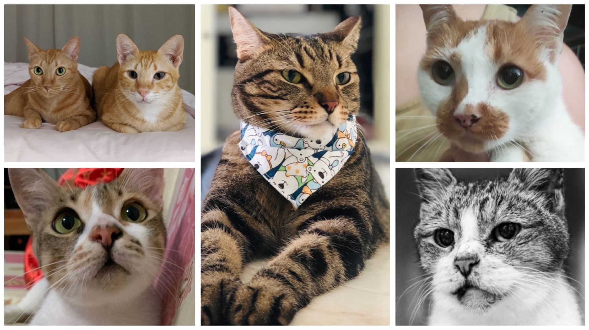 Celebrate International Cat Day with these Singapore cat Instagram accounts to follow, from rescued gingers to community kitties and local rescue groups.
