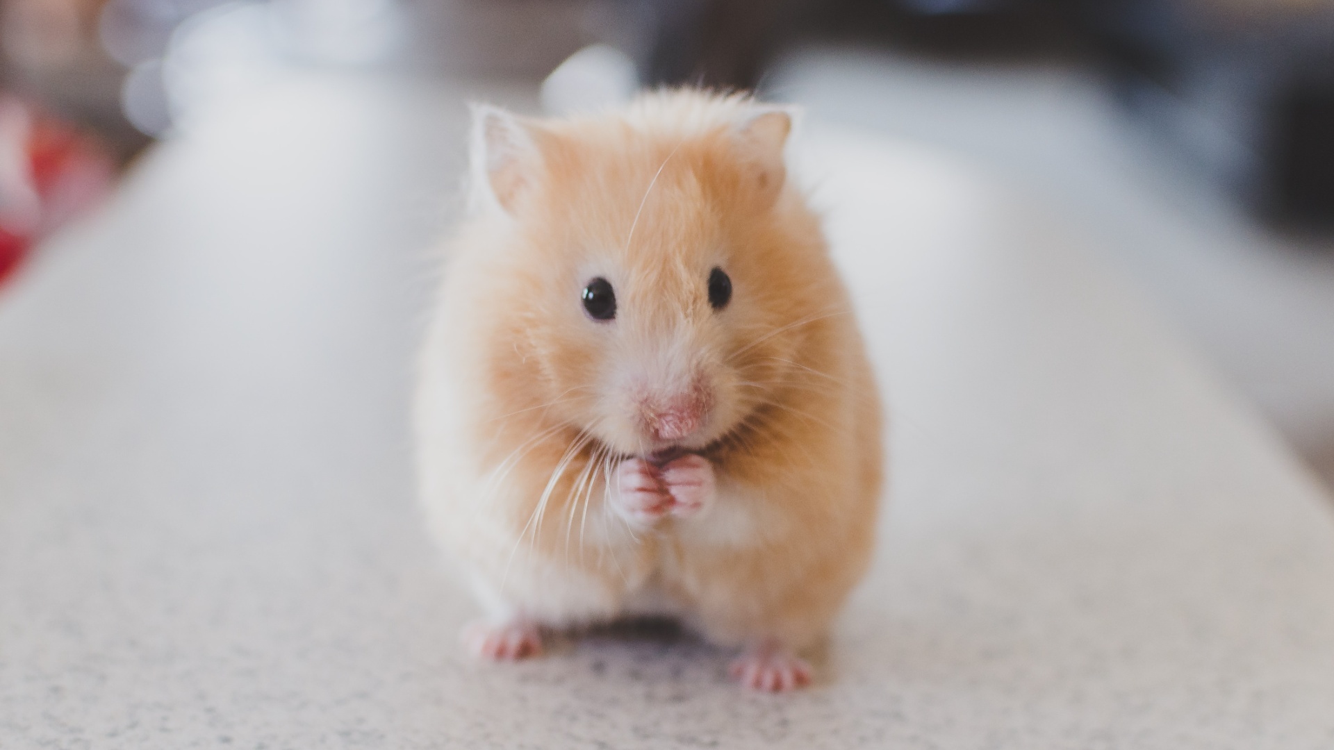 Hamster Society Singapore has some important tips on hamster care and identifying different hamster species.