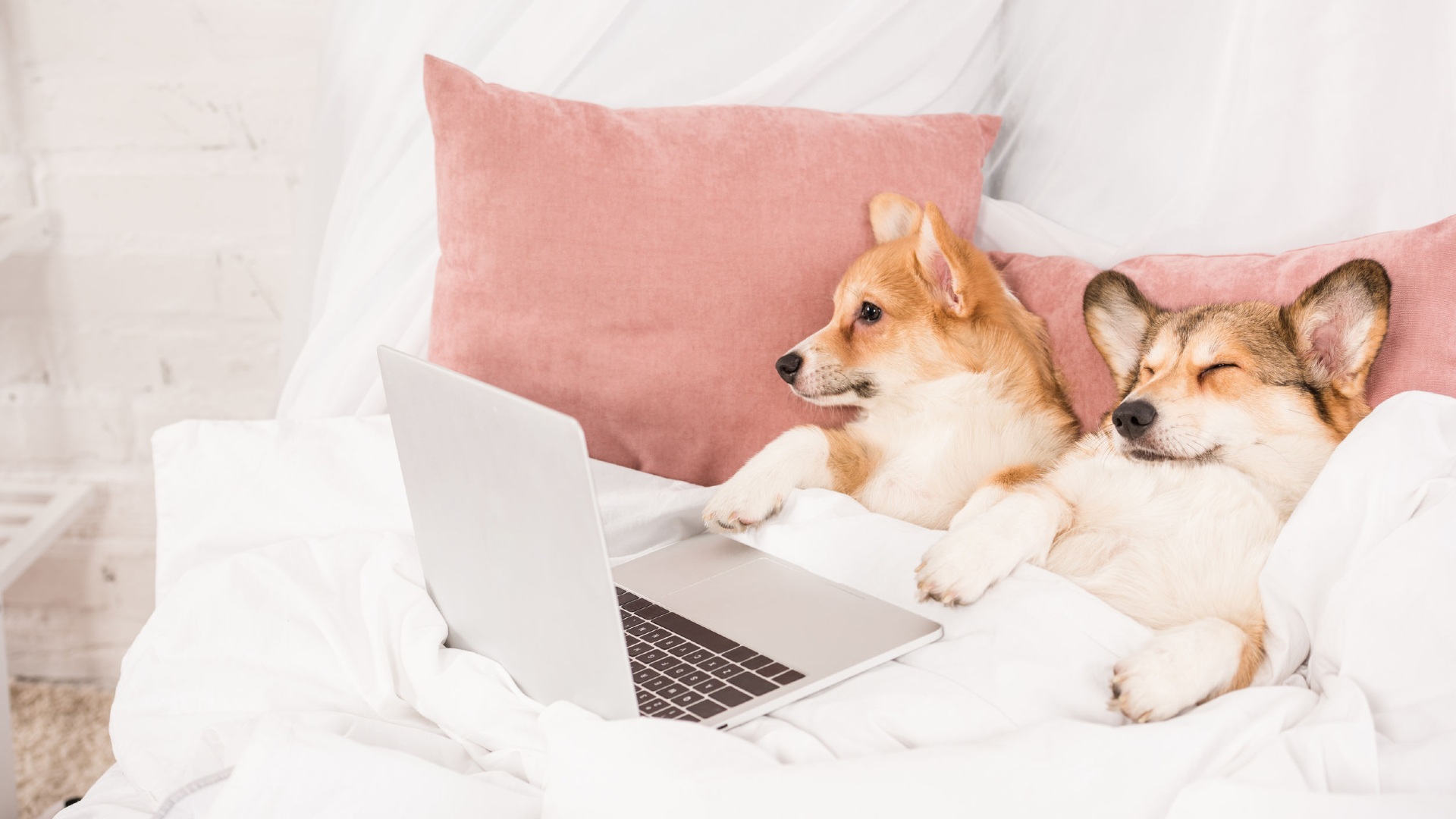 2 Pembroke Welsh Corgis relaxing in a bed with a laptop, online pet shop.
