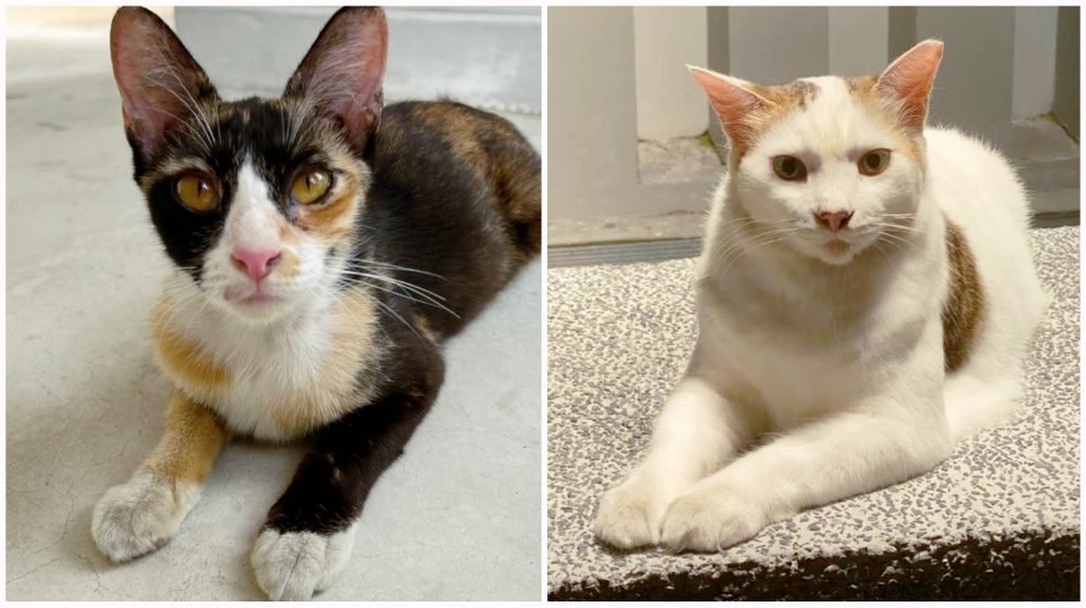 Discover simple ways to help community cats in Singapore: sterilise, feed responsibly, approach safely and educate neighbours to live in harmony.