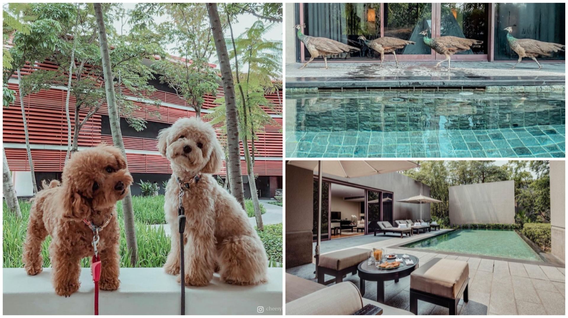 Saved up for that dream vacay this year that never happened? This sweet Sentosa staycation at Capella Hotel is not only luxurious, it's also full of heart.