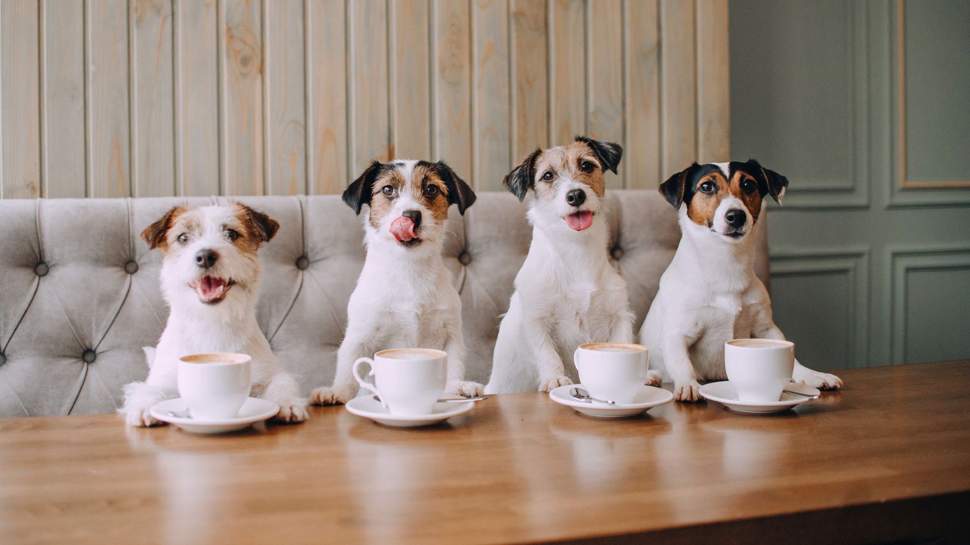 Always eat same thing, boring right? For you AND your pooch! Try pet-friendly cafes across Singapore.