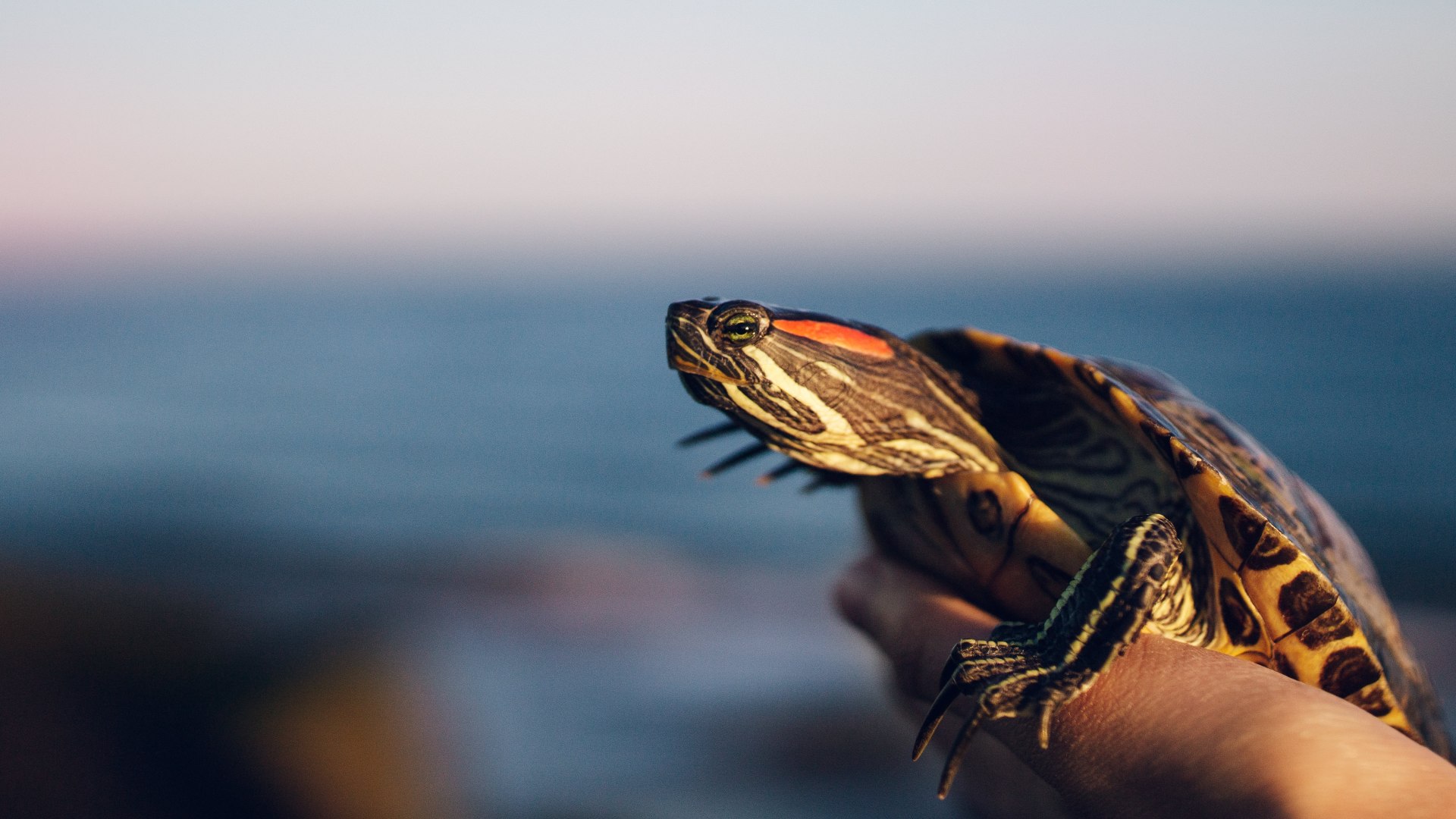 Are You Really Ready To Keep One Of These As A Pet?