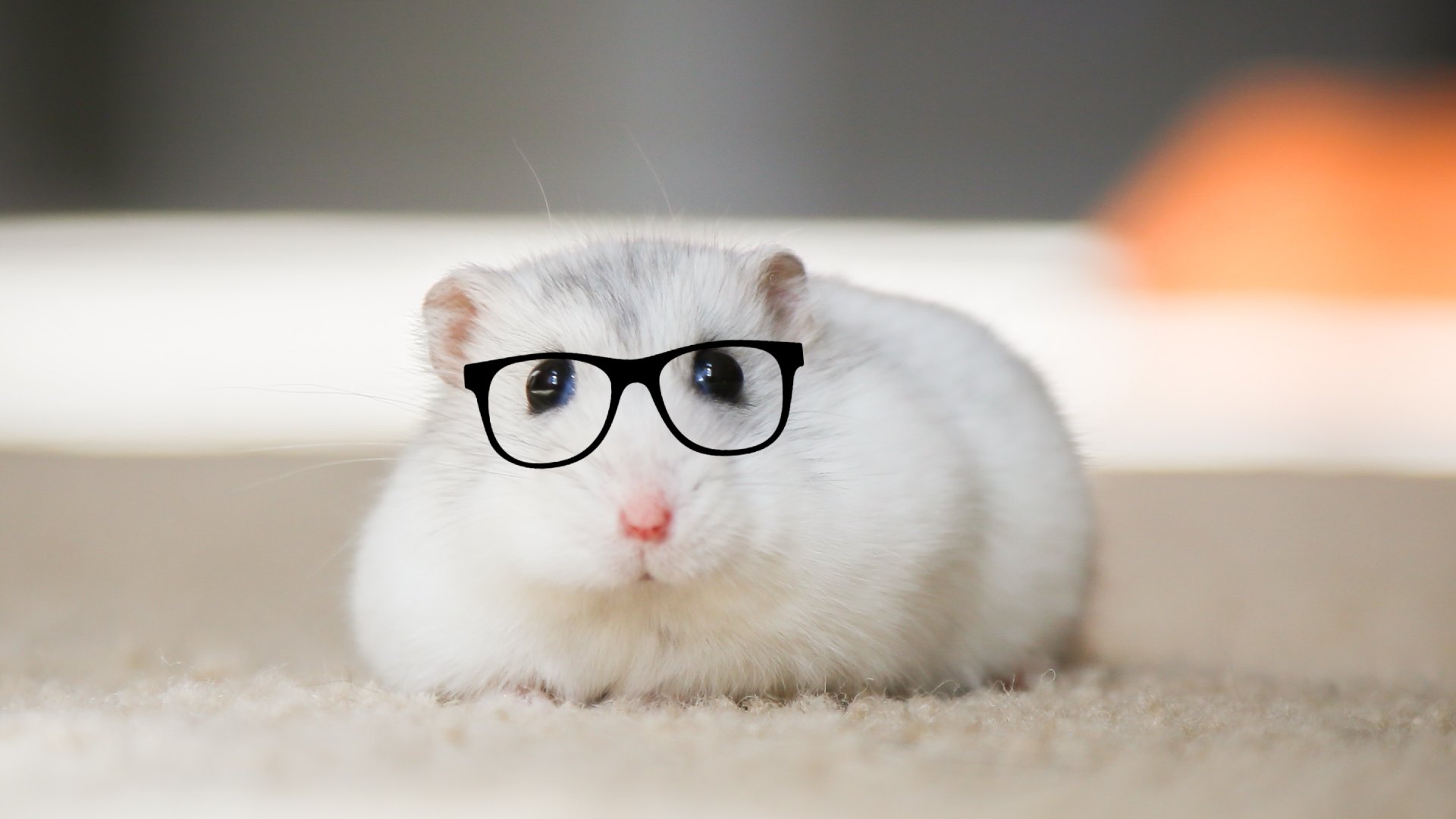 Cool hamsters shop