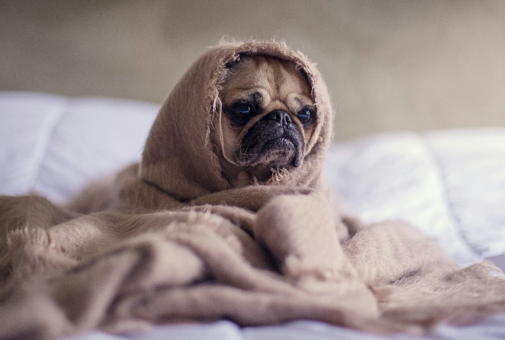 Dog Behaviour Separation Anxiety