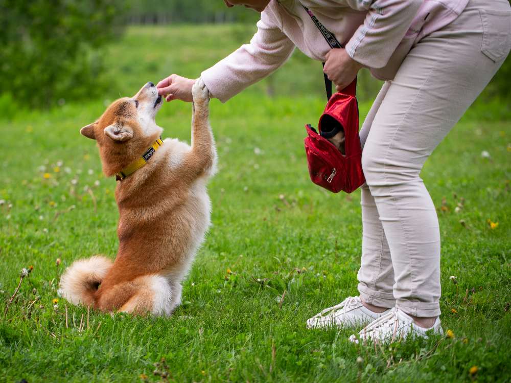 Dog Barking Training Behaviour Rewards