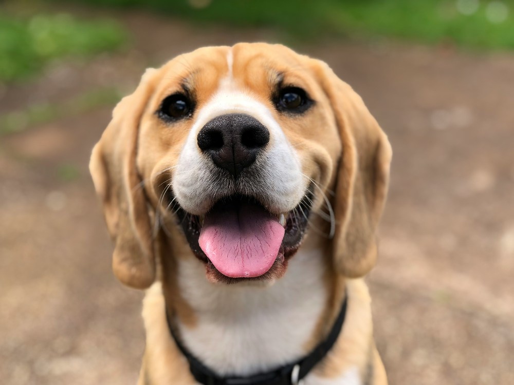 Dog Behaviour Happy Patience Loving