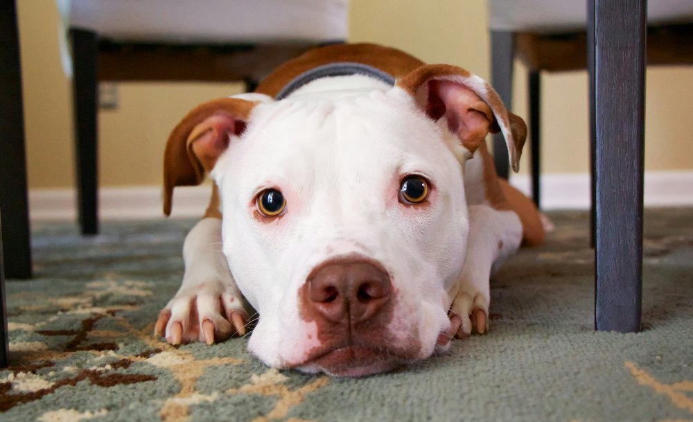 Dog Behaviours Safe Spaces
