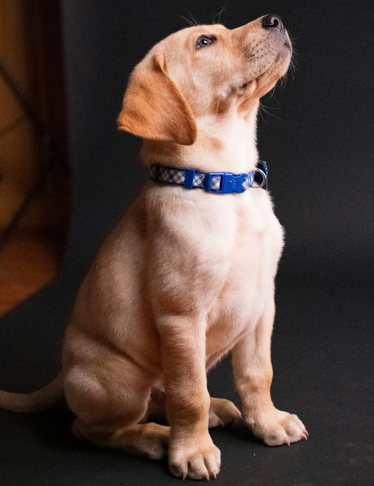 Dog_Behaviour_Sit Dog Barking Training Behaviour Cues