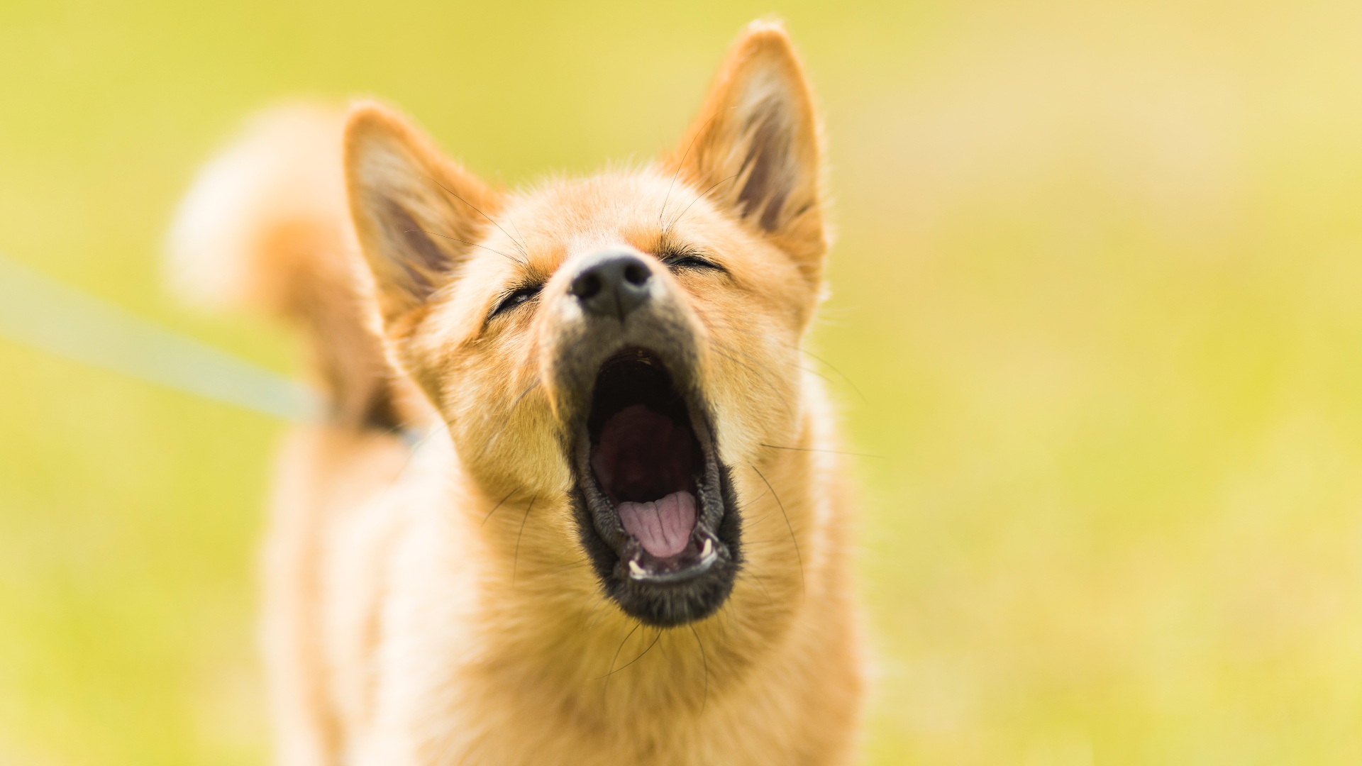 Instead of stopping your dog from barking, here are ways to manage that behaviour.