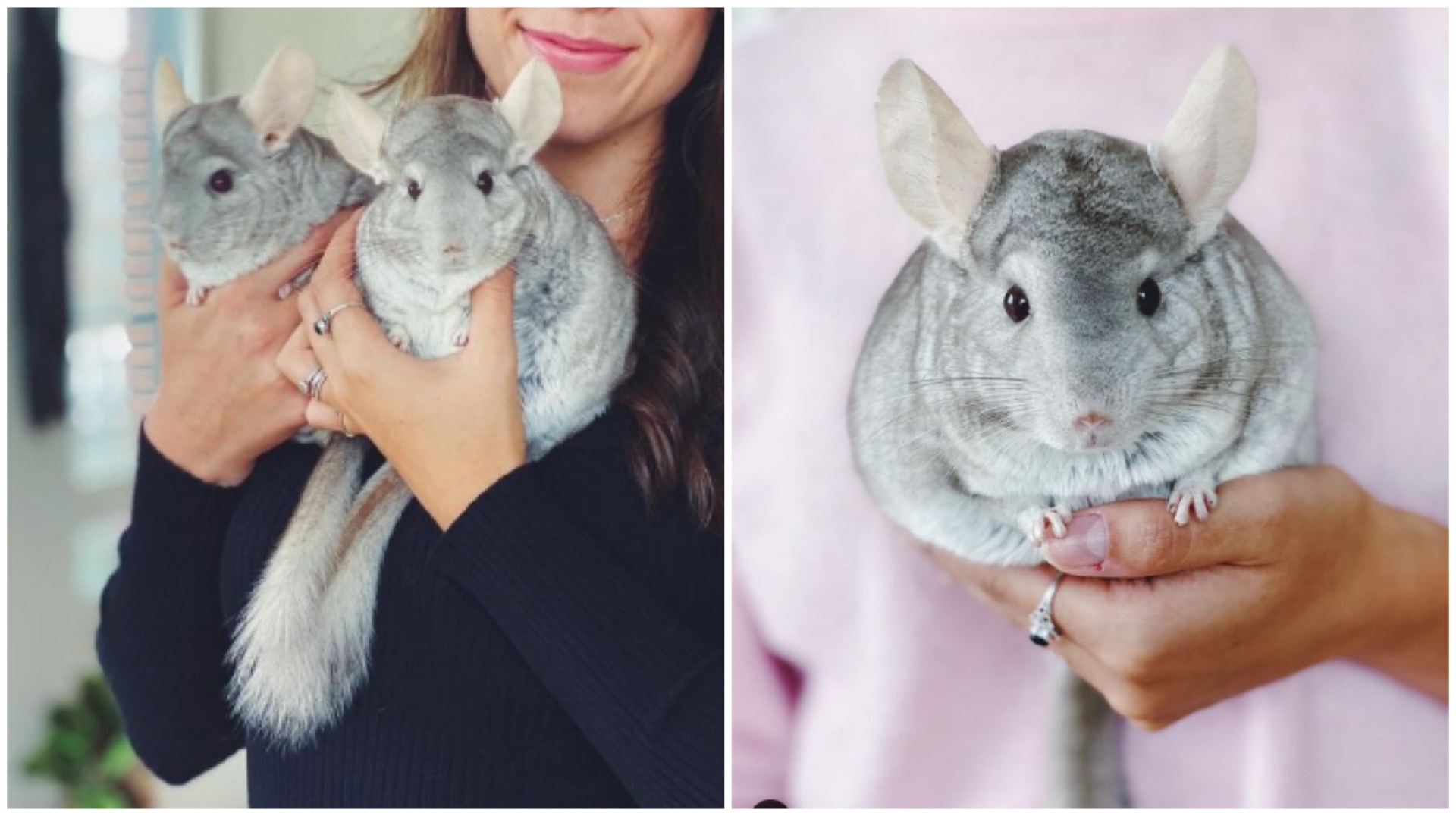 Chinchillas can live up to 17 years.