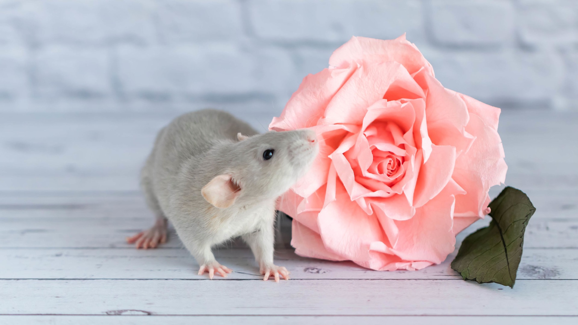 Discover why pet rats are clean, sociable companions. Get expert care tips on housing, diet, enrichment & hygiene in our ultimate guide for healthy, happy rodents.