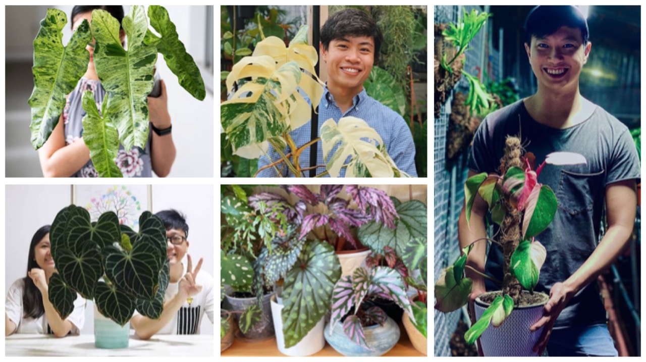 Instagram accounts to follow for budding plant parents.