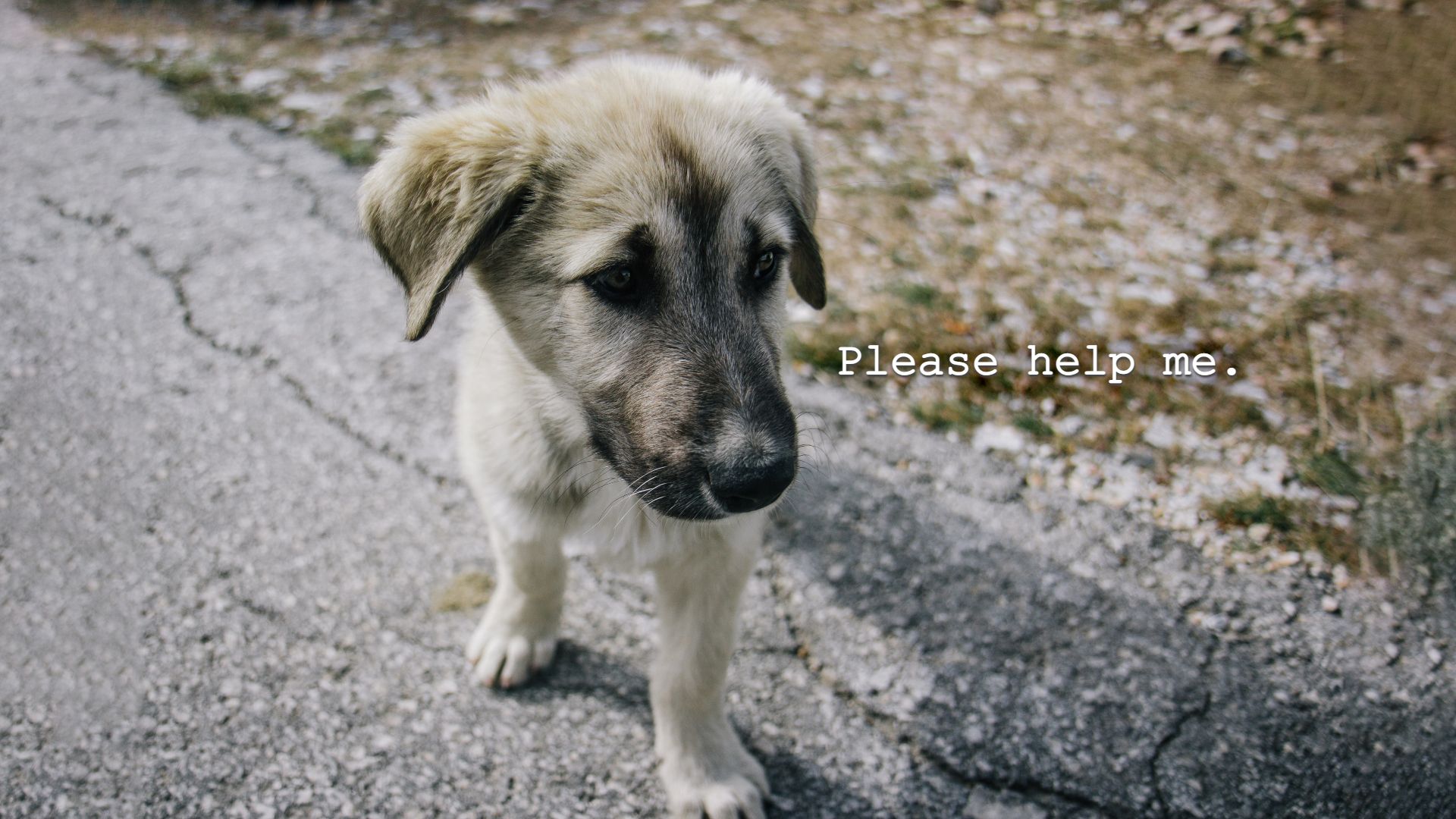 Here are some ways we can do our part for our homeless dogs and cats in Singapore.