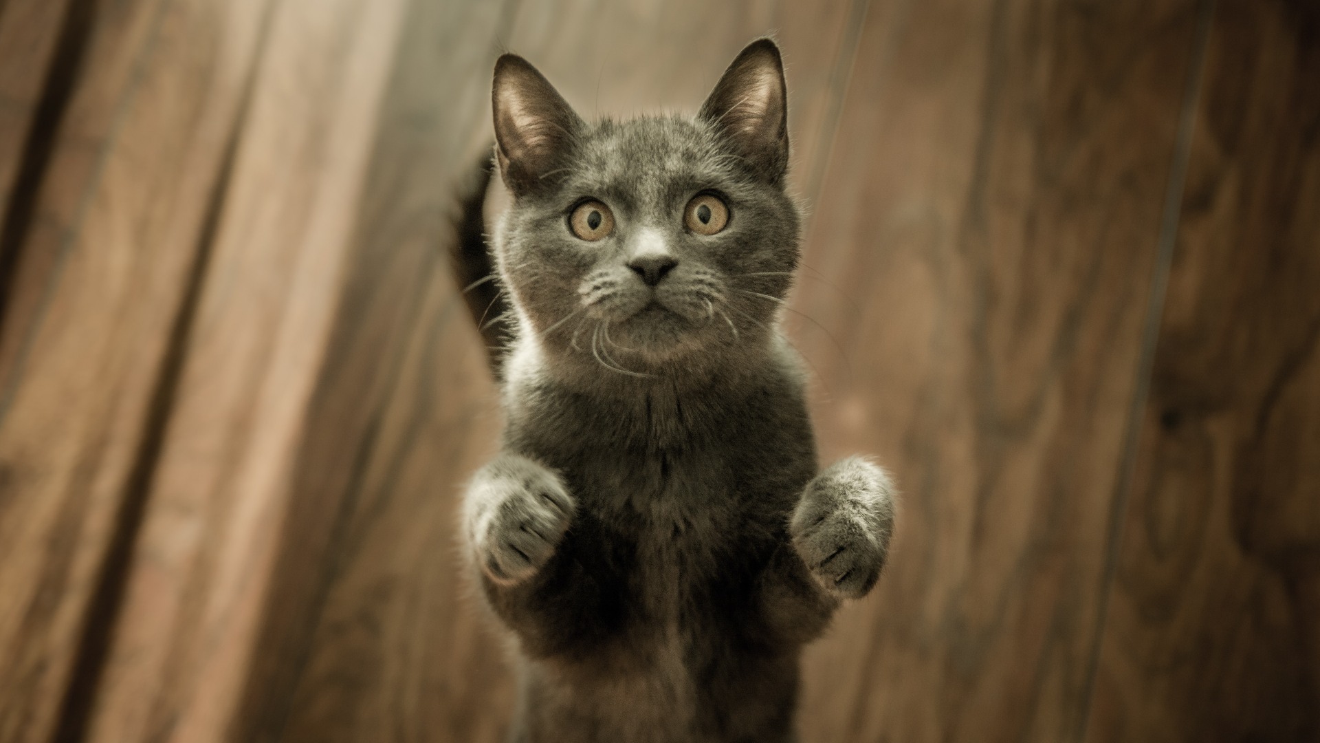 Cat Welfare society has worked with Team Singapore and local illustrator Adel Purrballs, among other partners, to realise this virtual cat walk event.