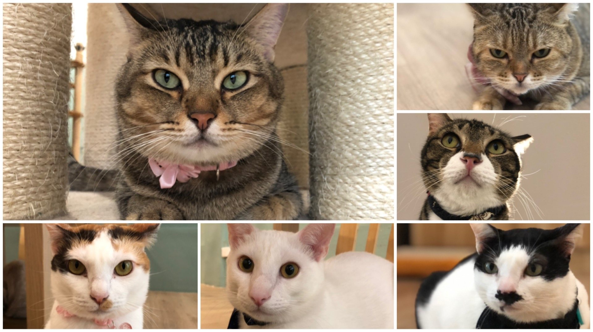 The Real Housecats of Upper Bukit Timah: The Cat Café at The Rail Mall