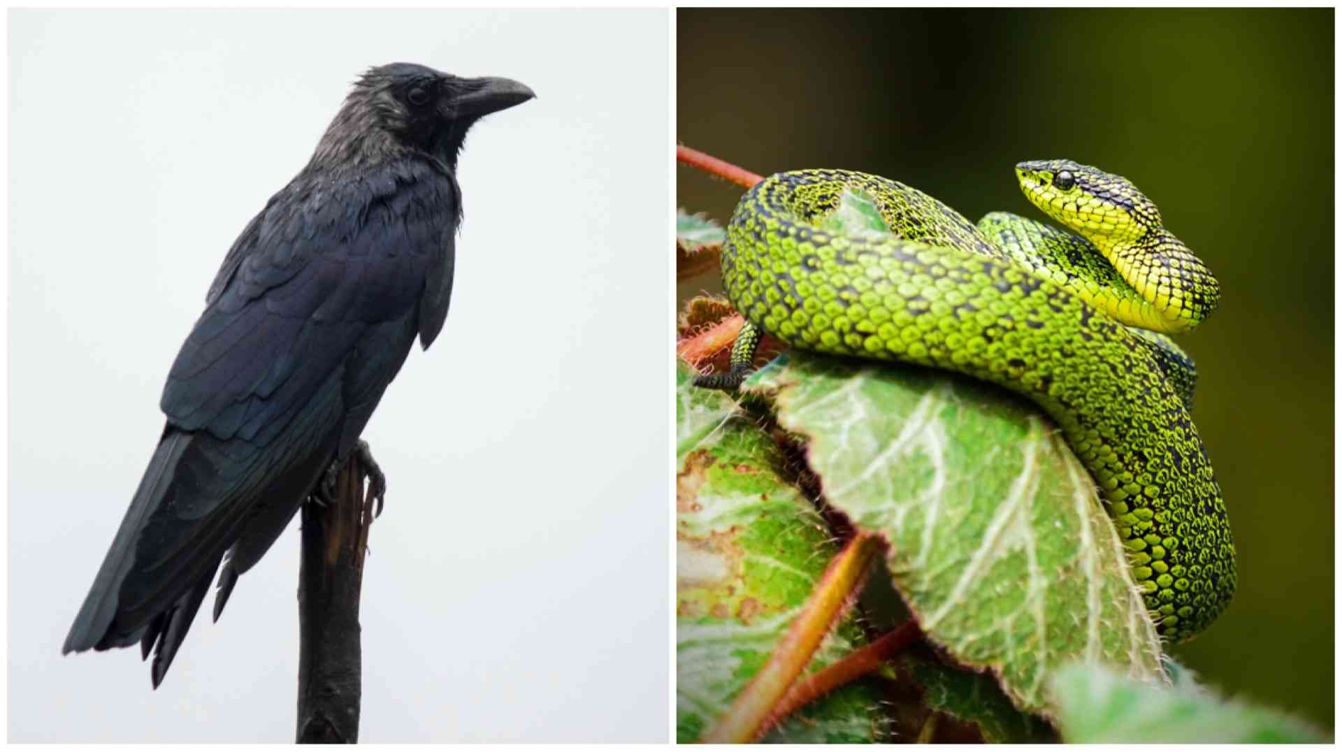 A lot of common sense is involved when you encounter a wild animal, but in case fear throws it all out the window, here's what to do.
