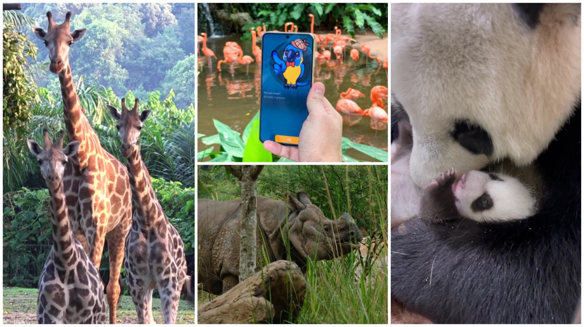 Celebrate the parks' new additions, awesome programmes and wild experiences in 2021.