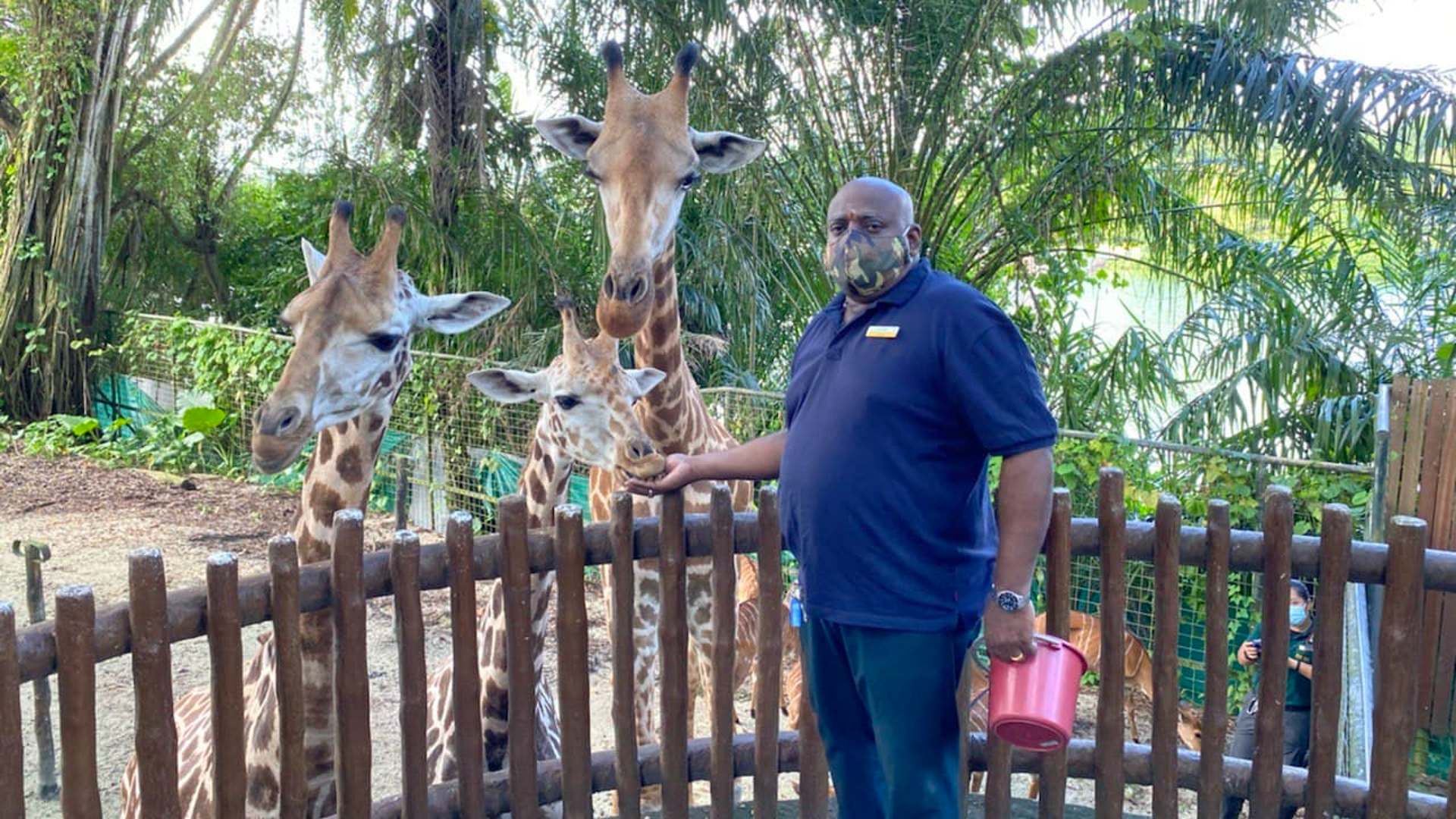 Parmasivam Ramasamy aka Sivam, Curator of Herbivores, Mandai Wildlife Group (previously Wildlife Reserves Singapore), seen here with the new Rothschild's Giraffes at the Singapore Zoo.