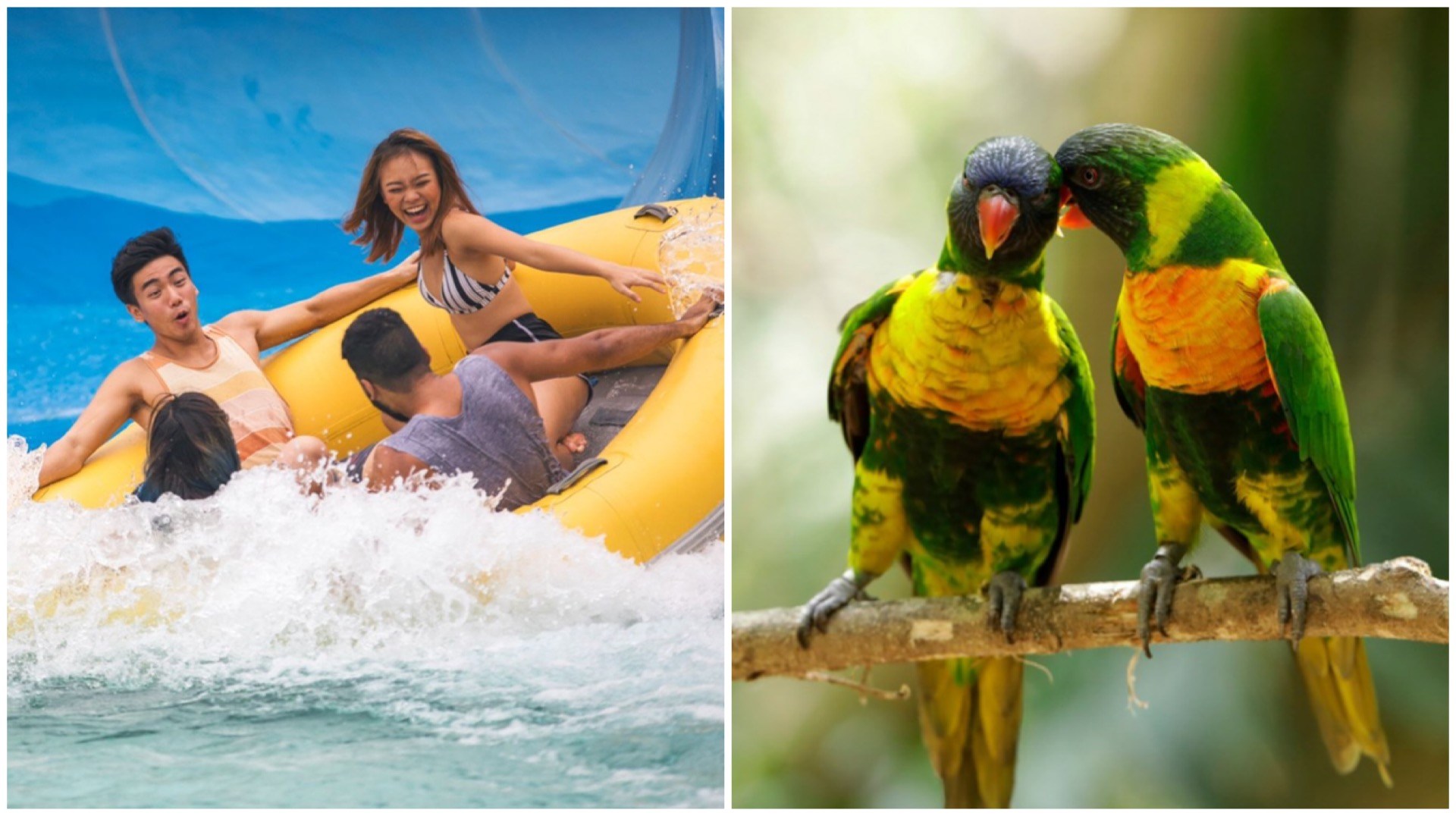 It’s always a good time to give nostalgic spots like Wild Wild Wet and Jurong Bird Park some love.