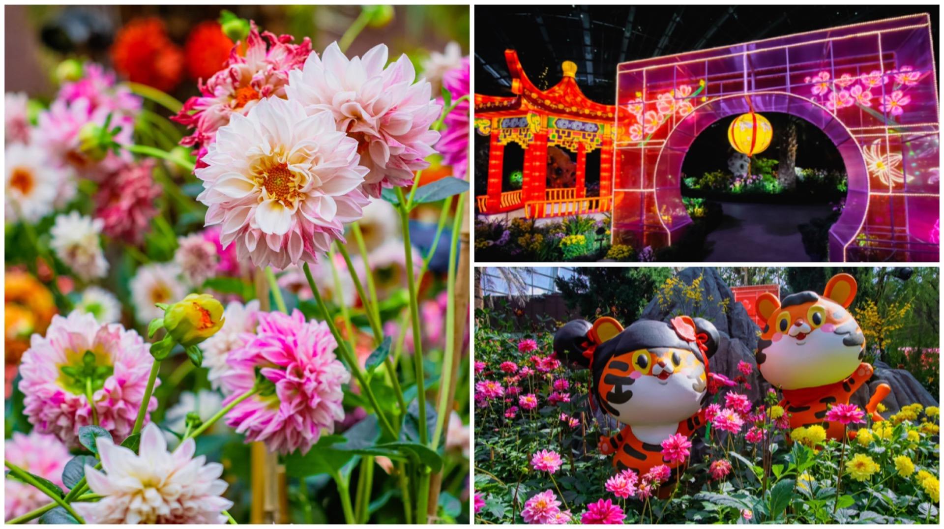 "Spring Fragrances", a grand River Hongbao lantern set, takes your visit to the annual Dahlia Dreams display from day to night.