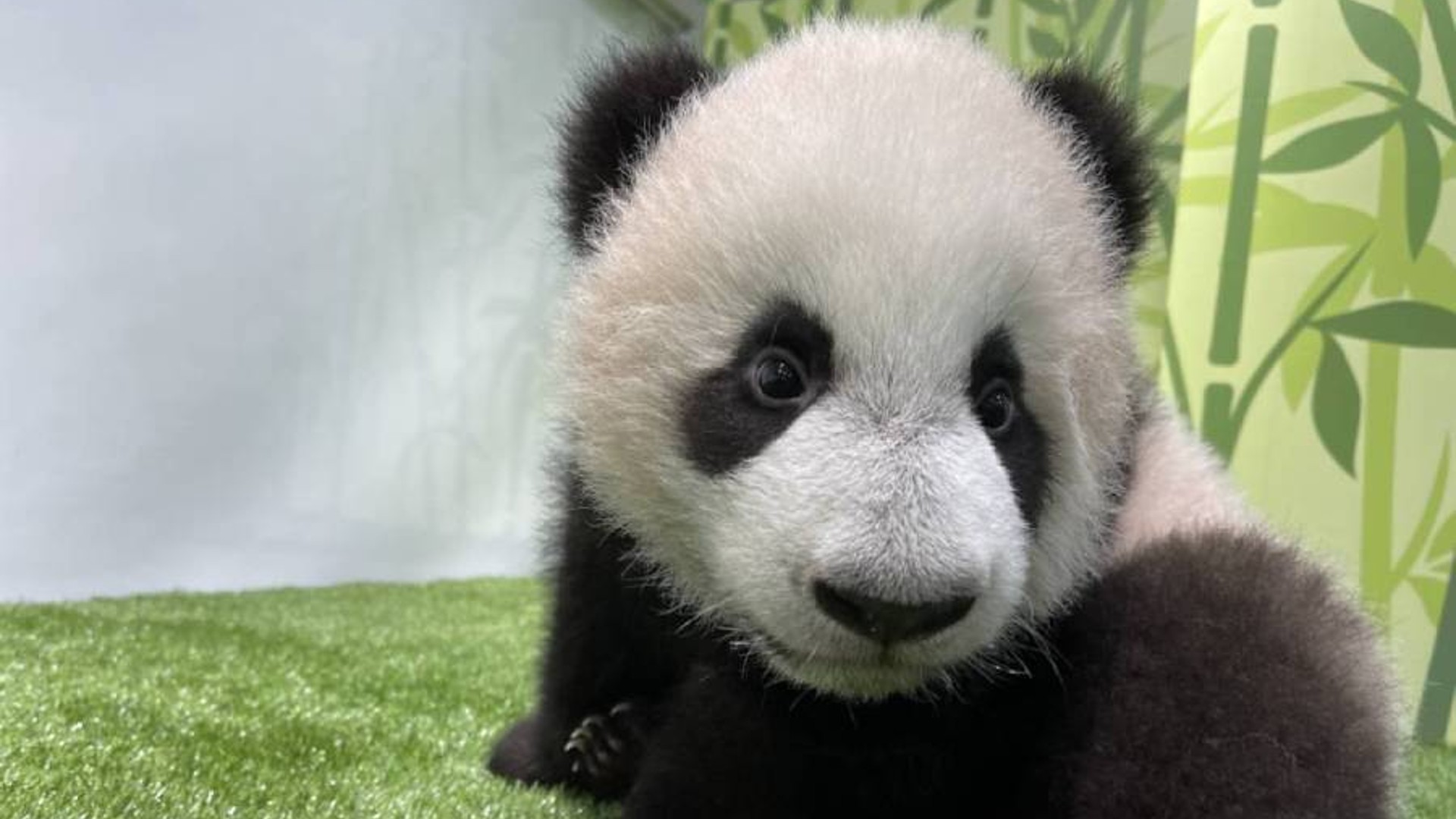 Catch a glimpse of the adorable giant panda cub Le Le in his nursery, explore Haw Par Villa via an after-hours walking tour cum performance and more this weekend.