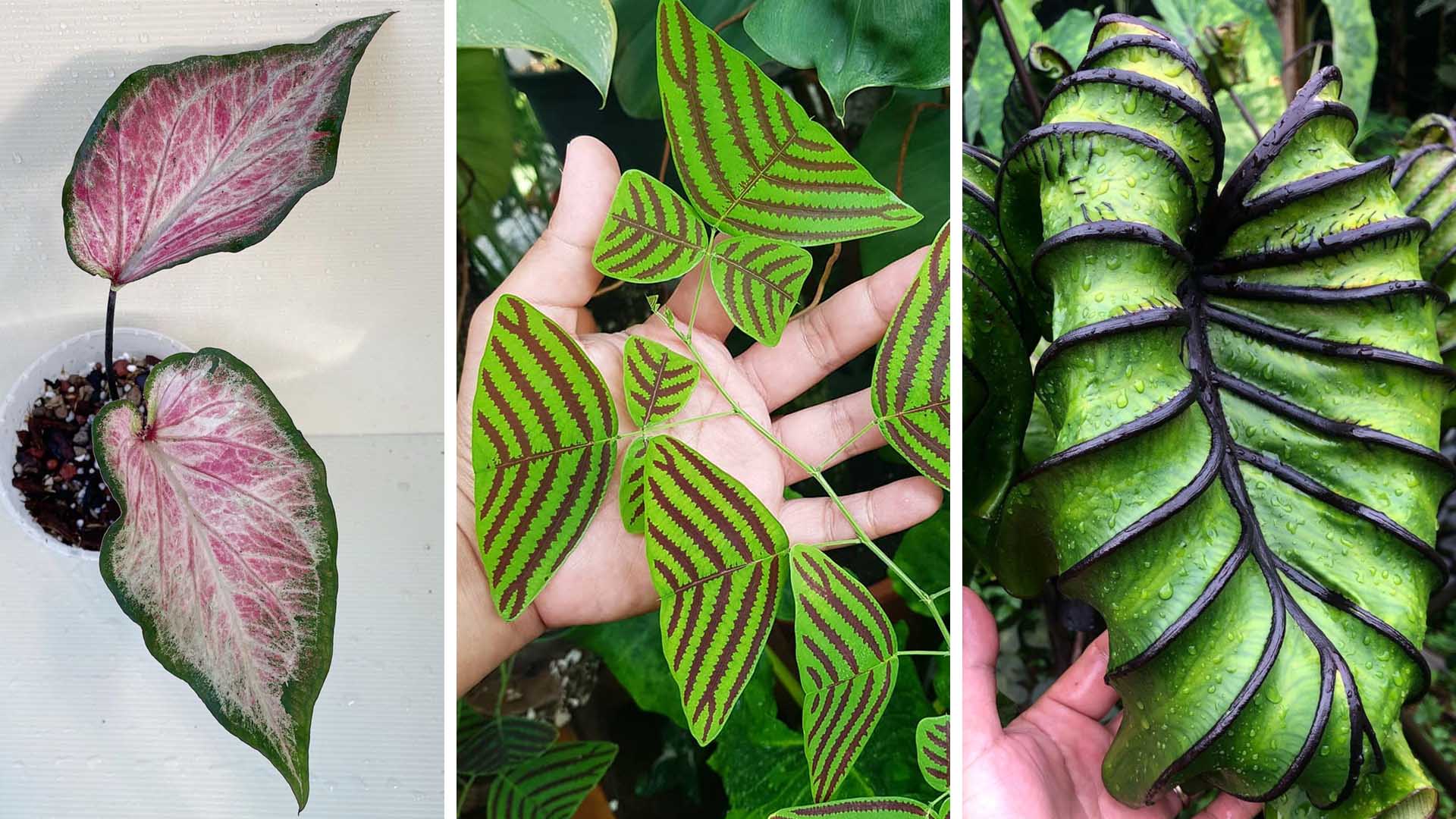Trusted local retailers that plant enthusiasts often head to for exotic plants in Singapore.