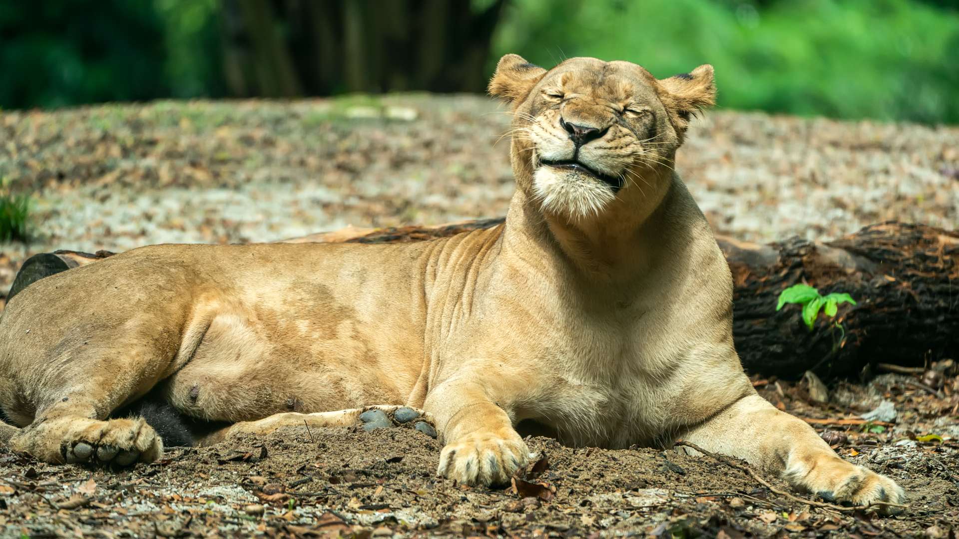 Kelvin Koh is responsible for this truly amiable portrait of one of the lions at the Singapore Zoo entitled The Grin.