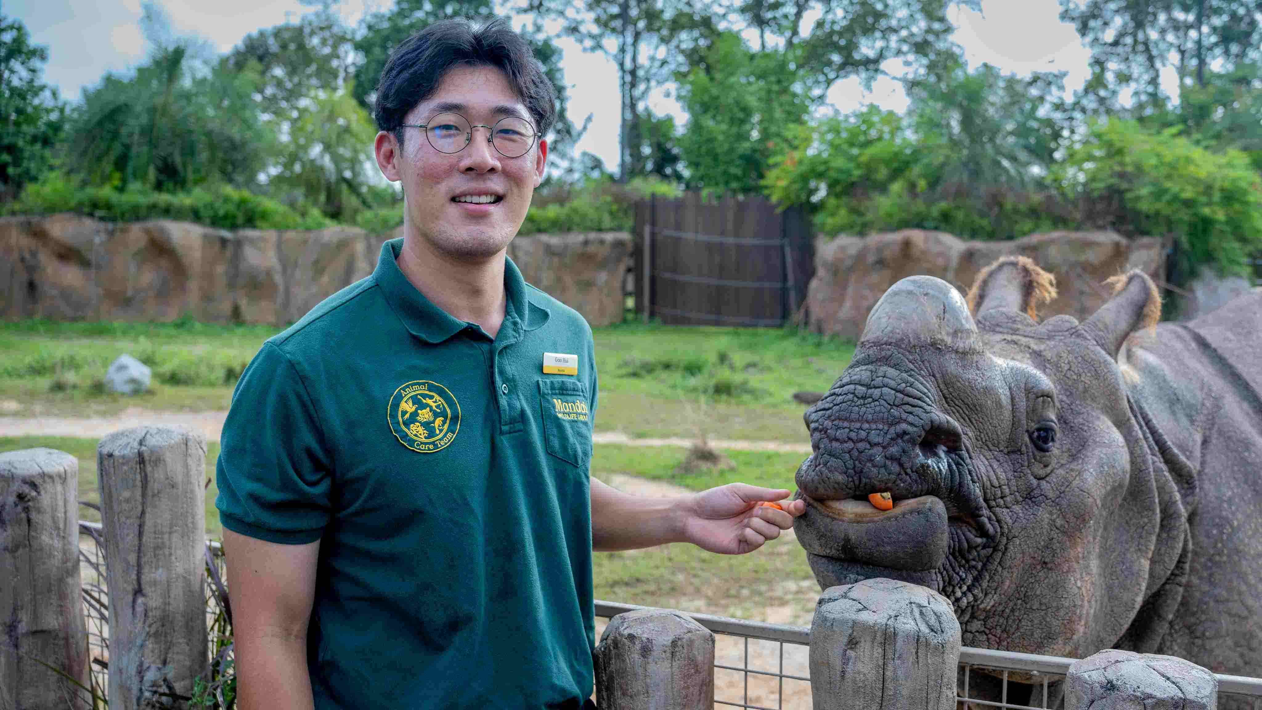 Senior keeper of herbivores at the Night Safari, Gao Hui, is in charge of Newari, an Indian Rhino that will be the star of a new feeding programme.