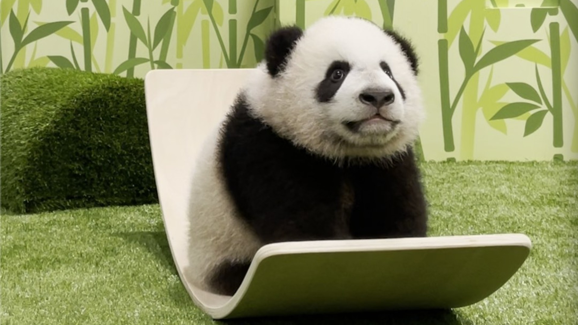 Explore a giant Chupa Chups playground, celebrate our adorable panda cub Le Le, and more this weekend.