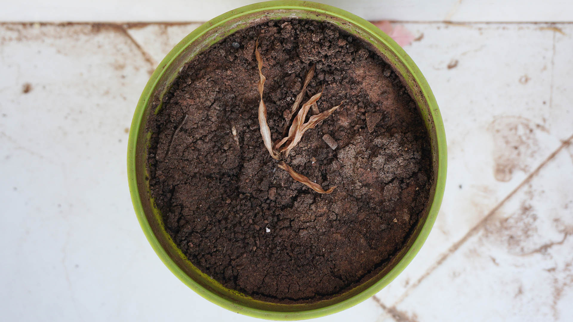 Discover 5 low-maintenance and easy-care houseplants perfect for beginners. From snake plants to peace lilies, learn how to grow an indoor garden with minimal effort.
