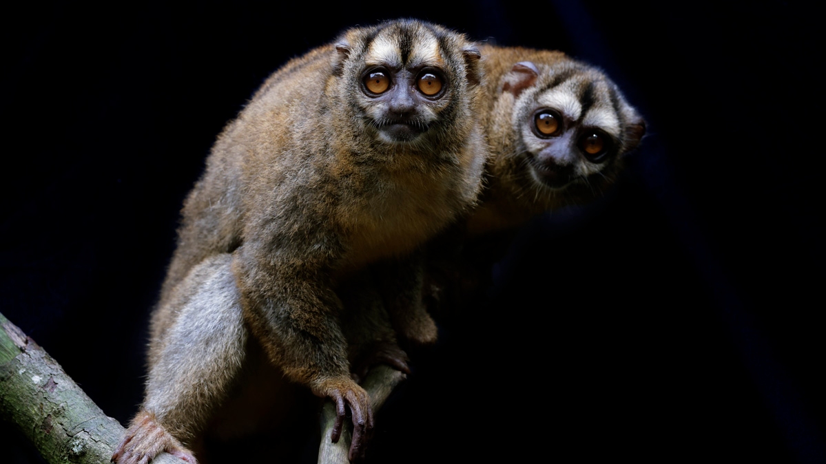 Catch this pair of nocturnal Grey-handed Night Monkey on the Fishing Cat Trail at Night Safari, Singapore.