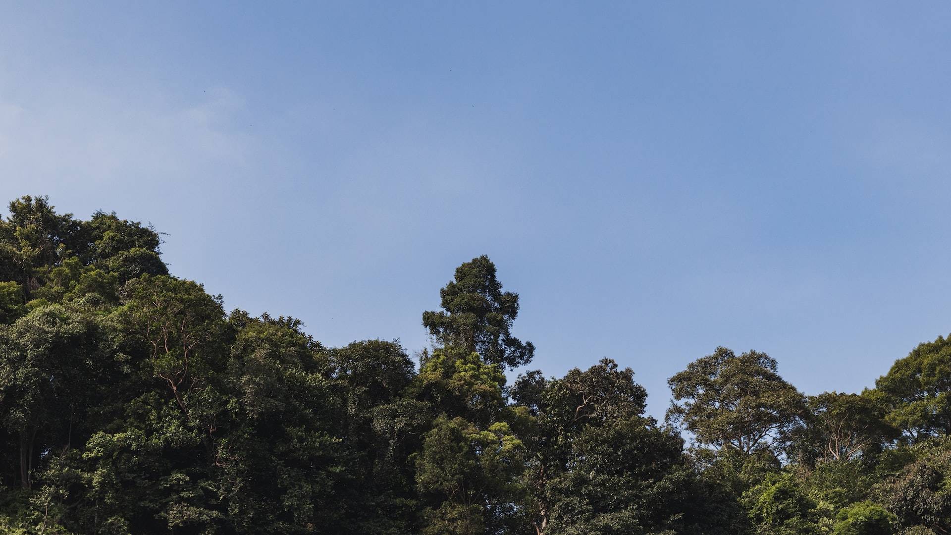 Hidden parks in Singapore for tranquil hikes, cycling trails, and wildlife spotting.