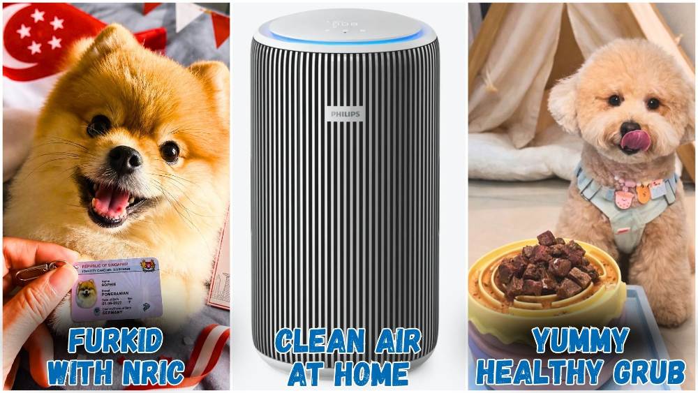 To celebrate International Dog Day (26 Aug), get your pet their own pink NRIC and/or make their every meal a mouthwateringly healthy one.