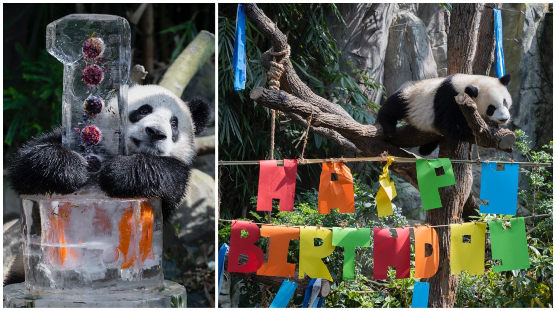 Singapore's Giant Panda Cub Le Le is now 33kg and can eat solid foods.