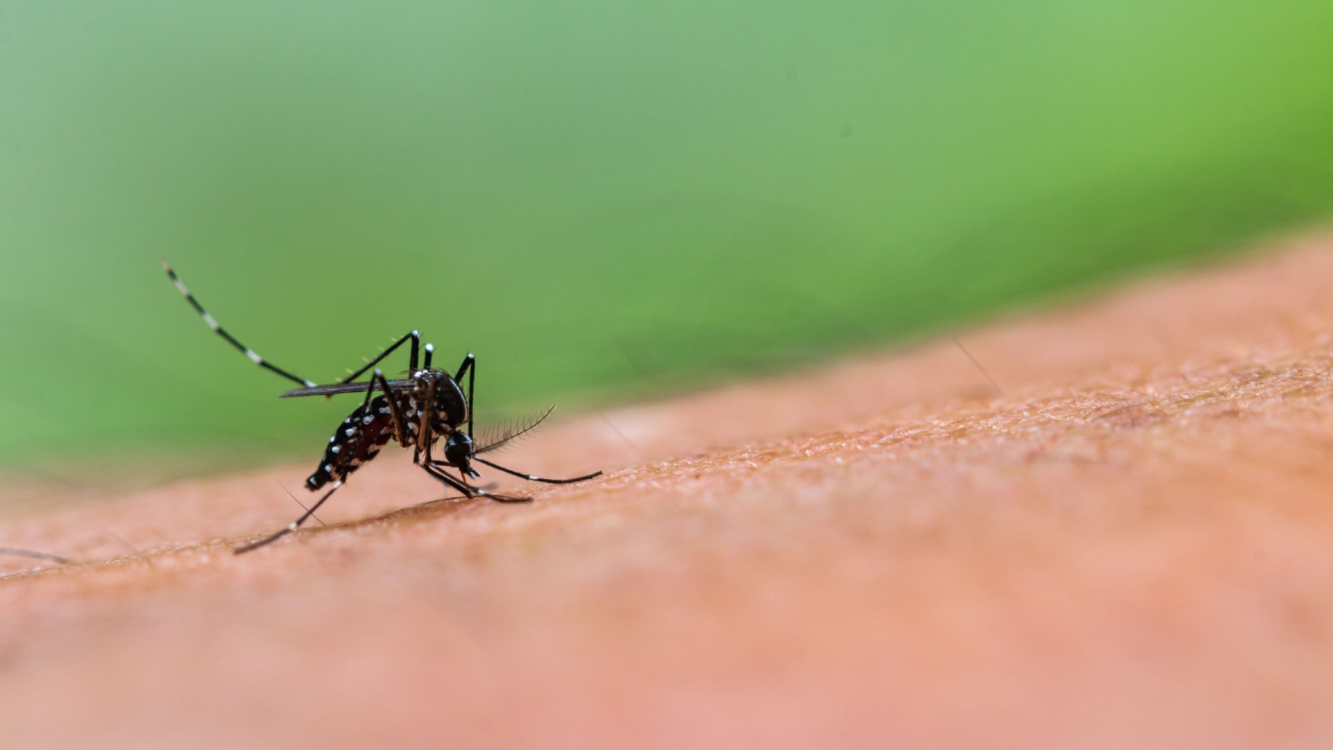 No, Aedes mosquitoes don't zero in on you because your blood is "sweet".