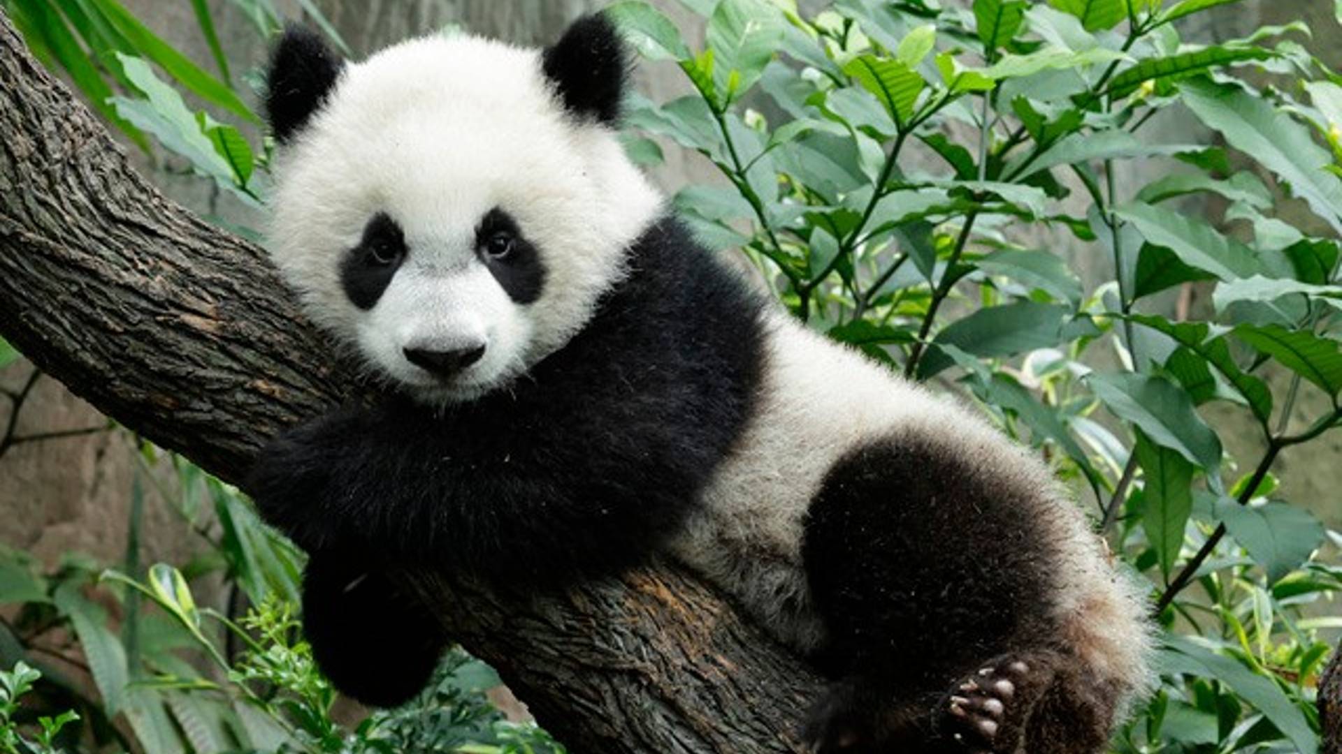 Le Le's Panda-stic Party at River Wonders, Singapore.
