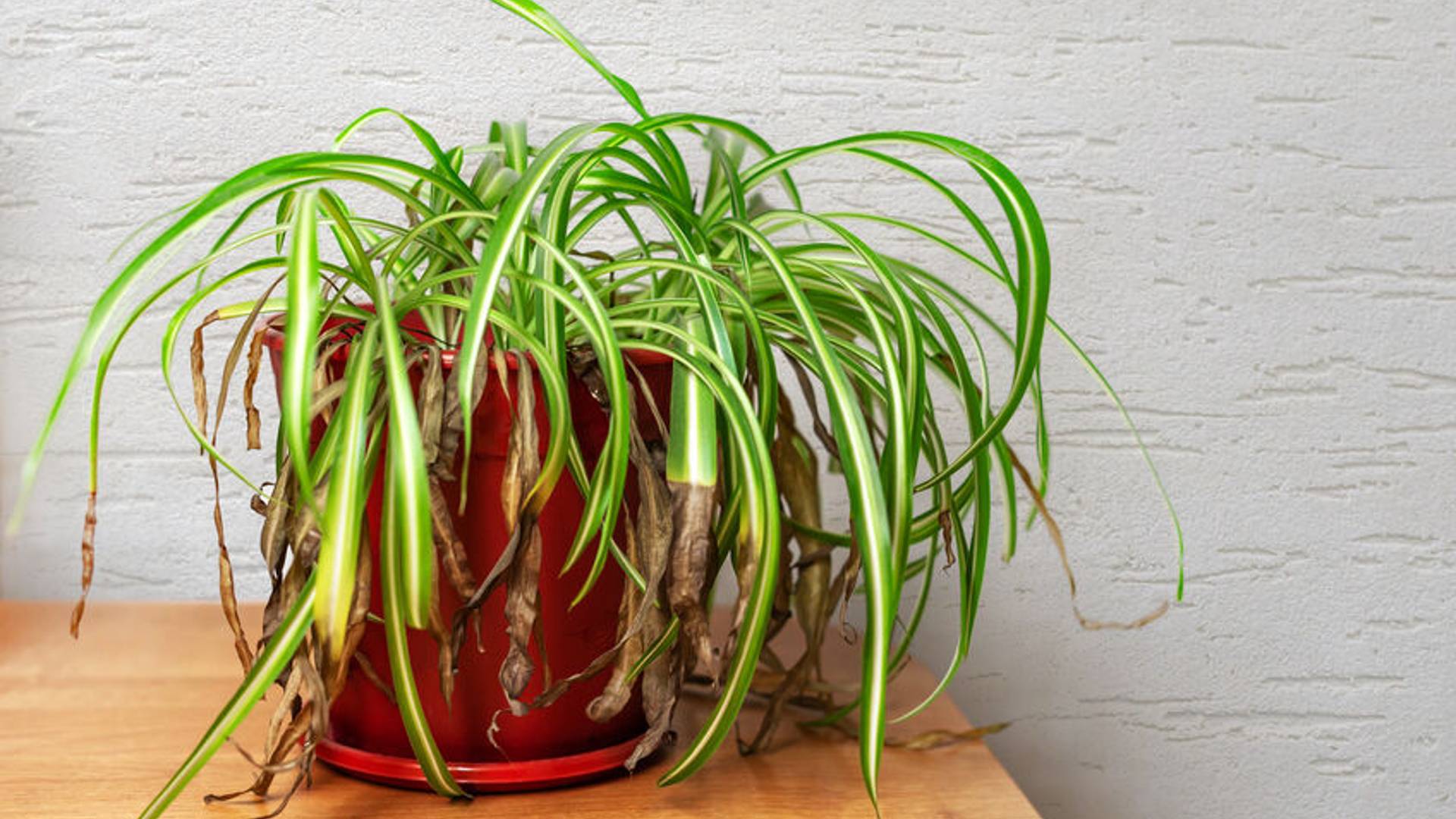 Going away but worried about your plants? Discover 6 easy, proven tips to keep your indoor garden thriving while you’re on holiday, even if no one’s home to water them.