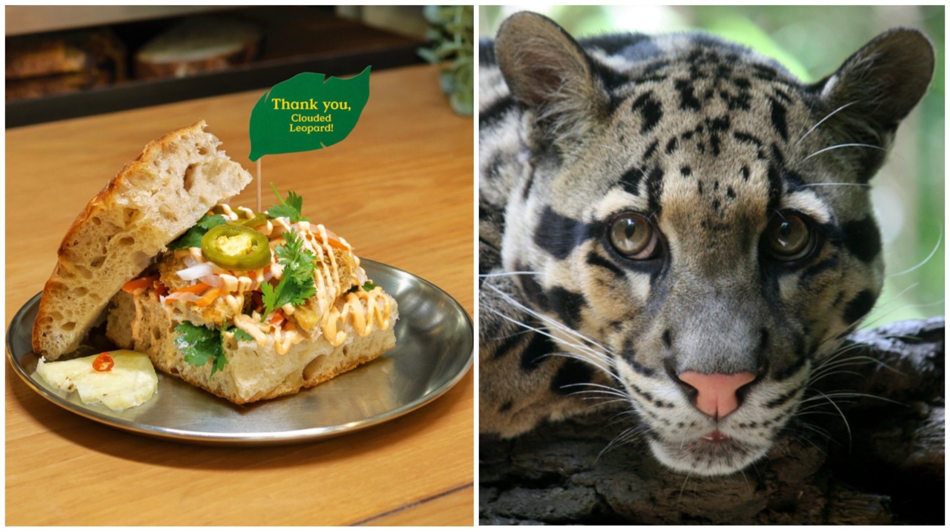 The Chicken Banh Mi at Starter Lab - one of 20 food establishments that are part of the Choose Good Food Trail by Mandai Wildlife Group - is inspired by the Clouded Leopard, its diet, and the role it plays in maintaining ecological balance.