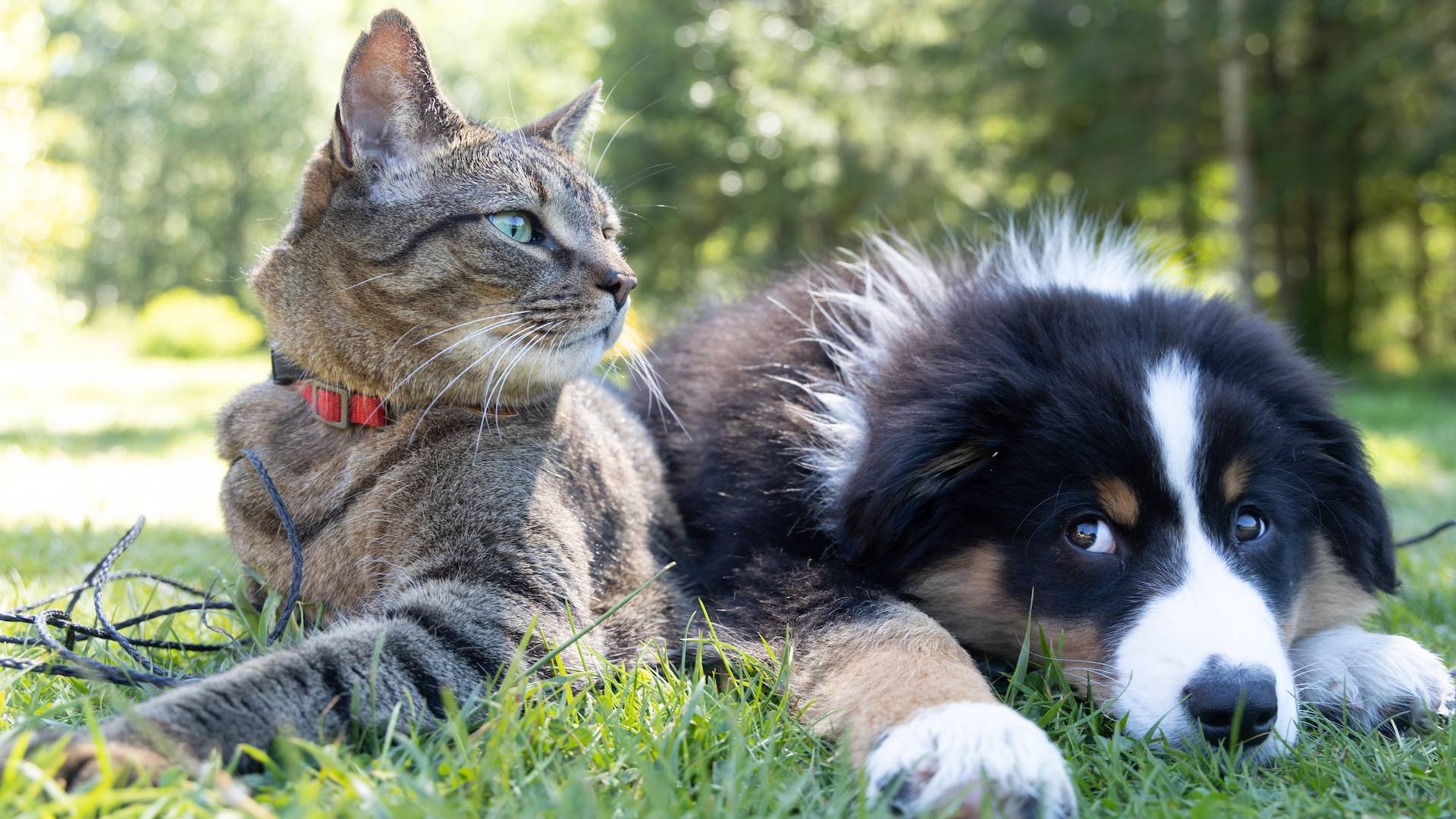 How to give your pets good care without busting budget.